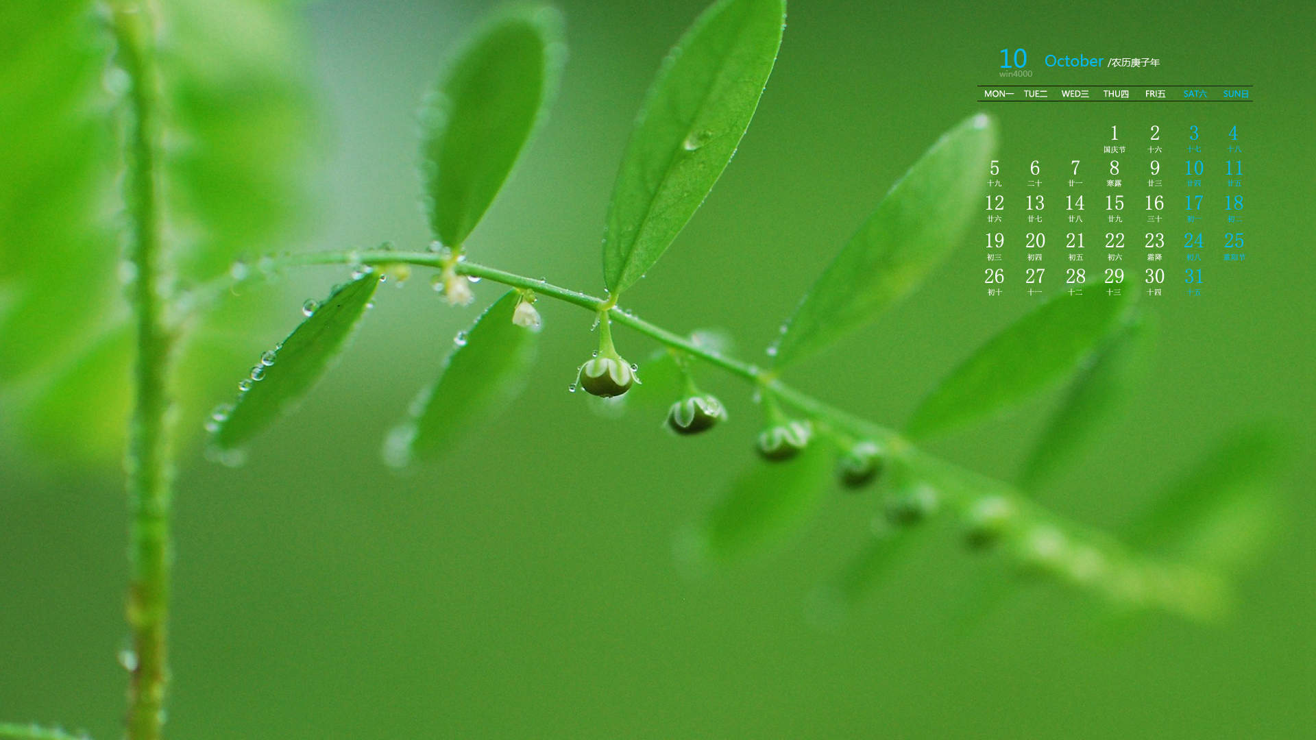 唯美清新绿色植物花卉高清摄影素材图片欣赏图片
