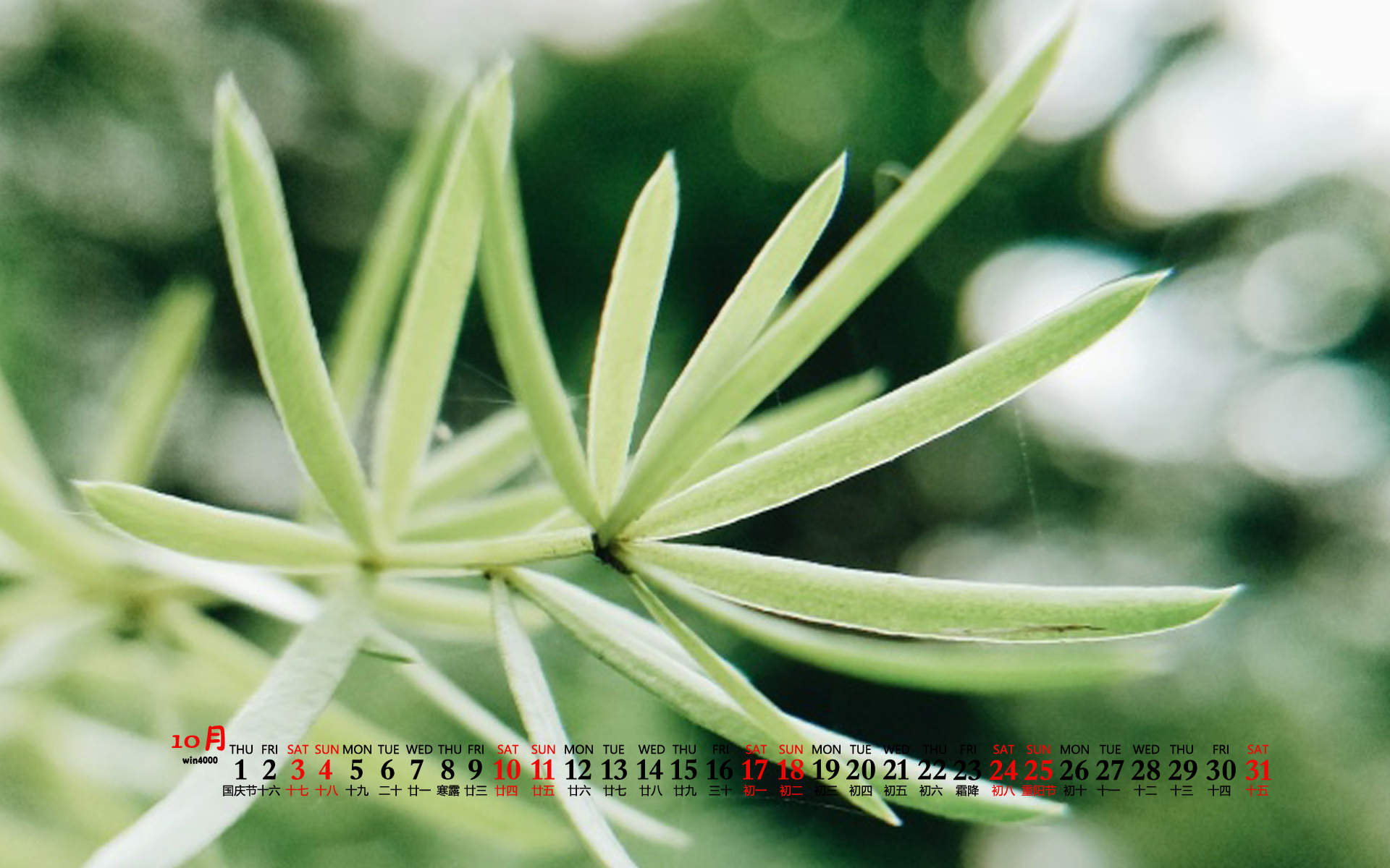 绿色护眼风景摄影高清图片图片