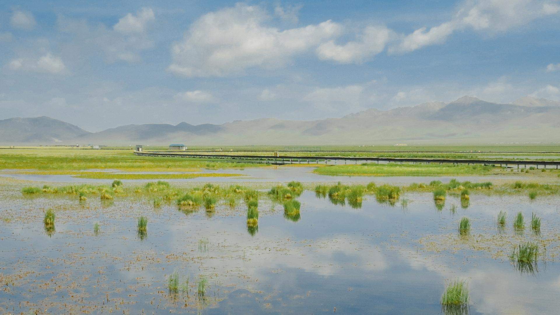 绿色护眼风景摄影高清图片图片