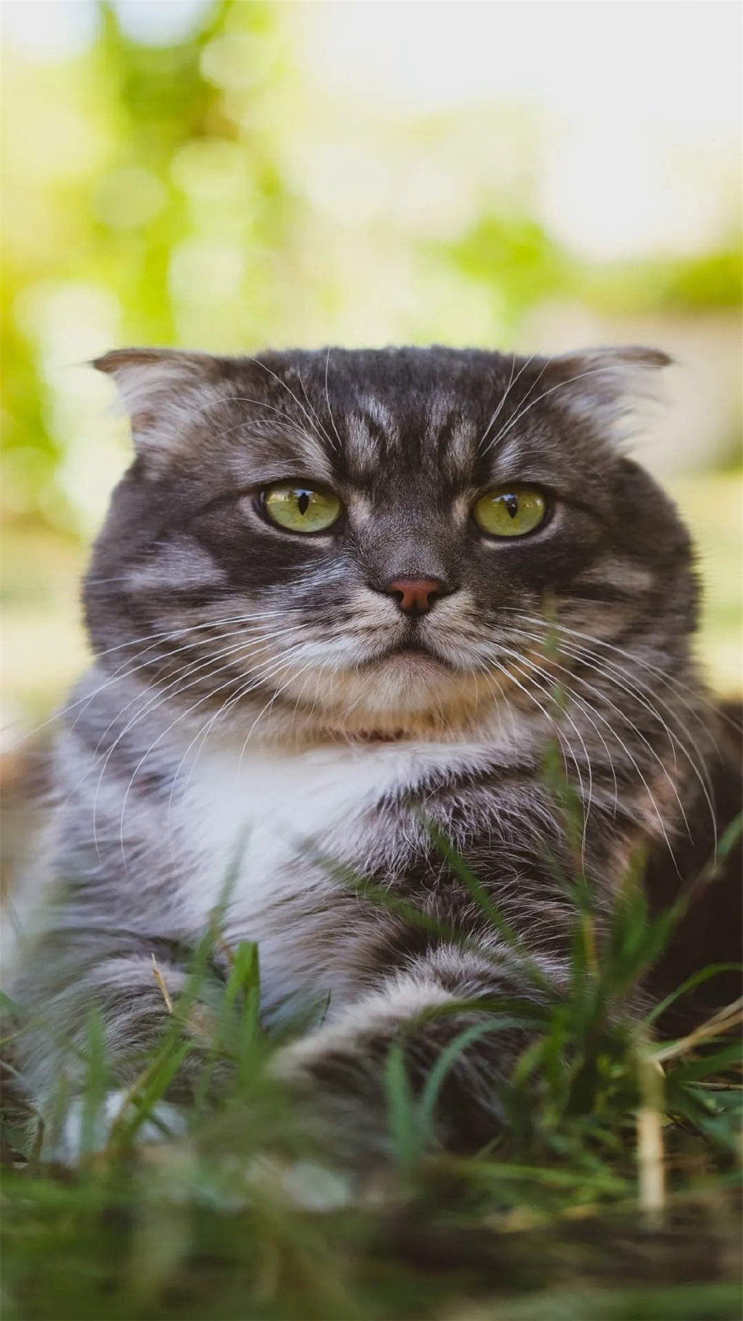 可爱萌宠猫咪图片 卖萌清新的小猫咪头像图片 喵星人头像图片图片