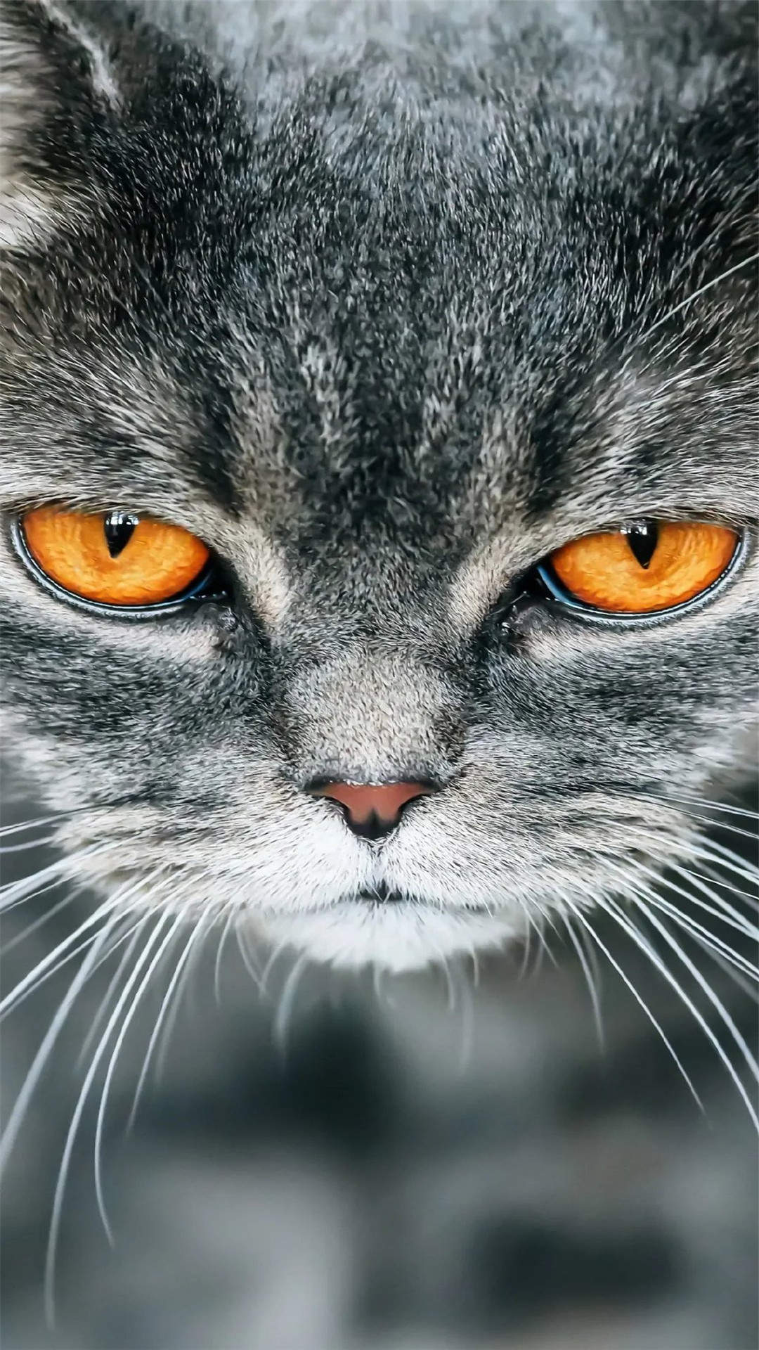 可爱萌宠猫咪图片 卖萌清新的小猫咪头像图片 喵星人头像图片图片