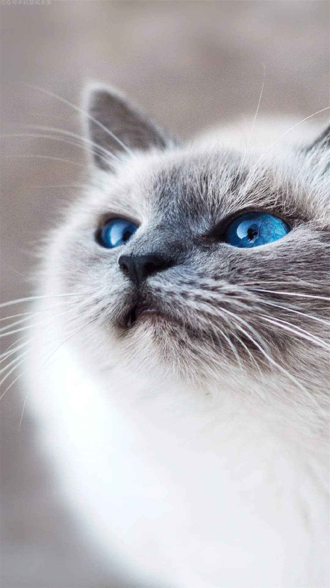 可爱萌宠猫咪图片 卖萌清新的小猫咪头像图片 喵星人头像图片图片