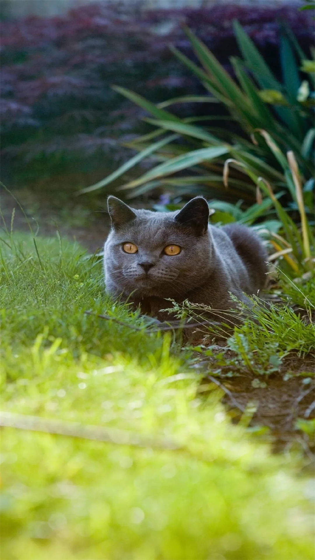 现代生活对猫产生的变化图片