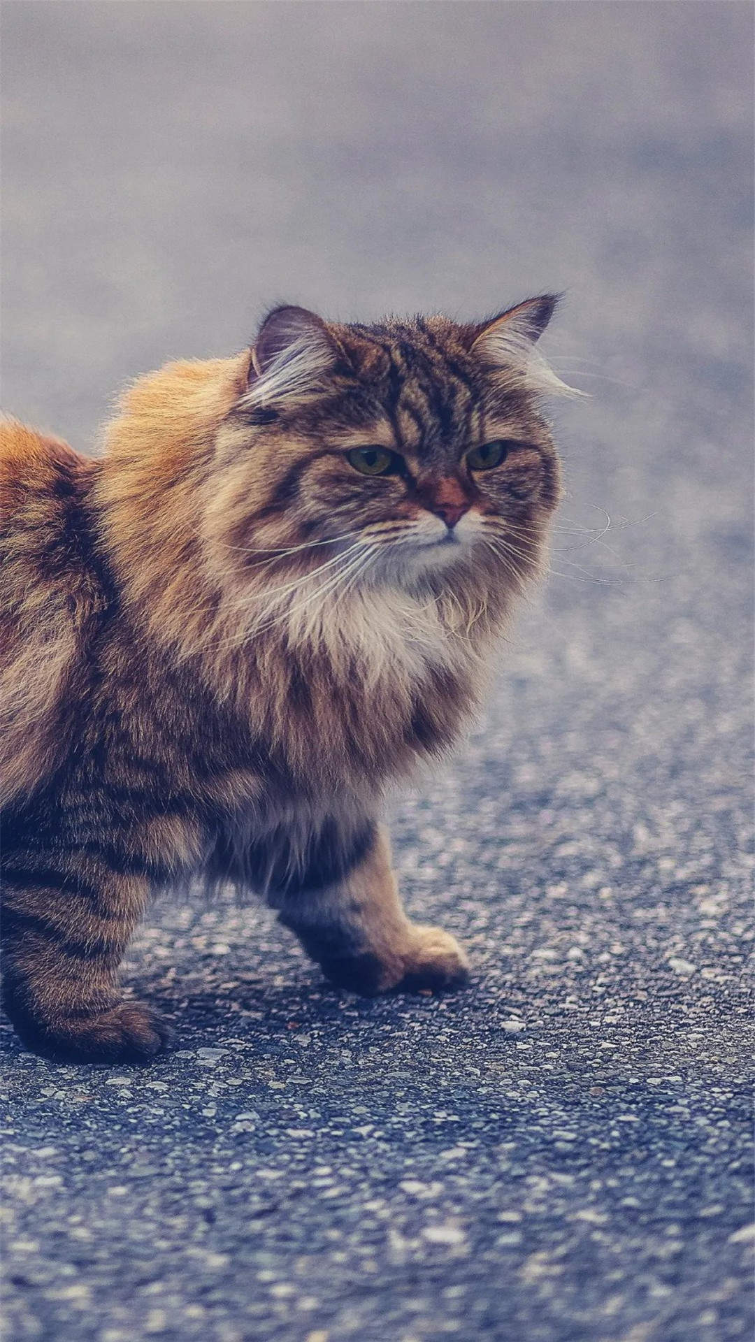 可爱小猫高清唯美桌面壁纸图片