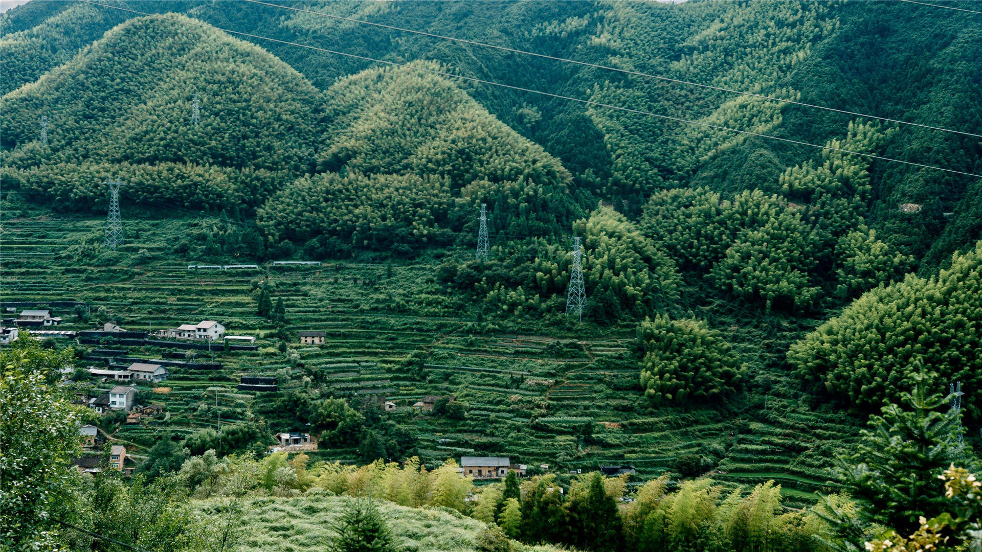 绿色护眼风景摄影高清图片图片
