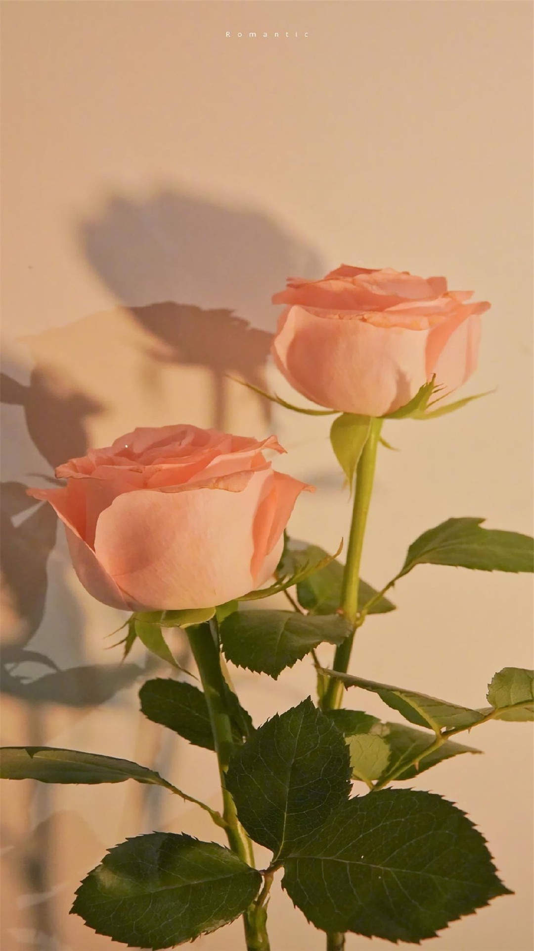 玫瑰花图片