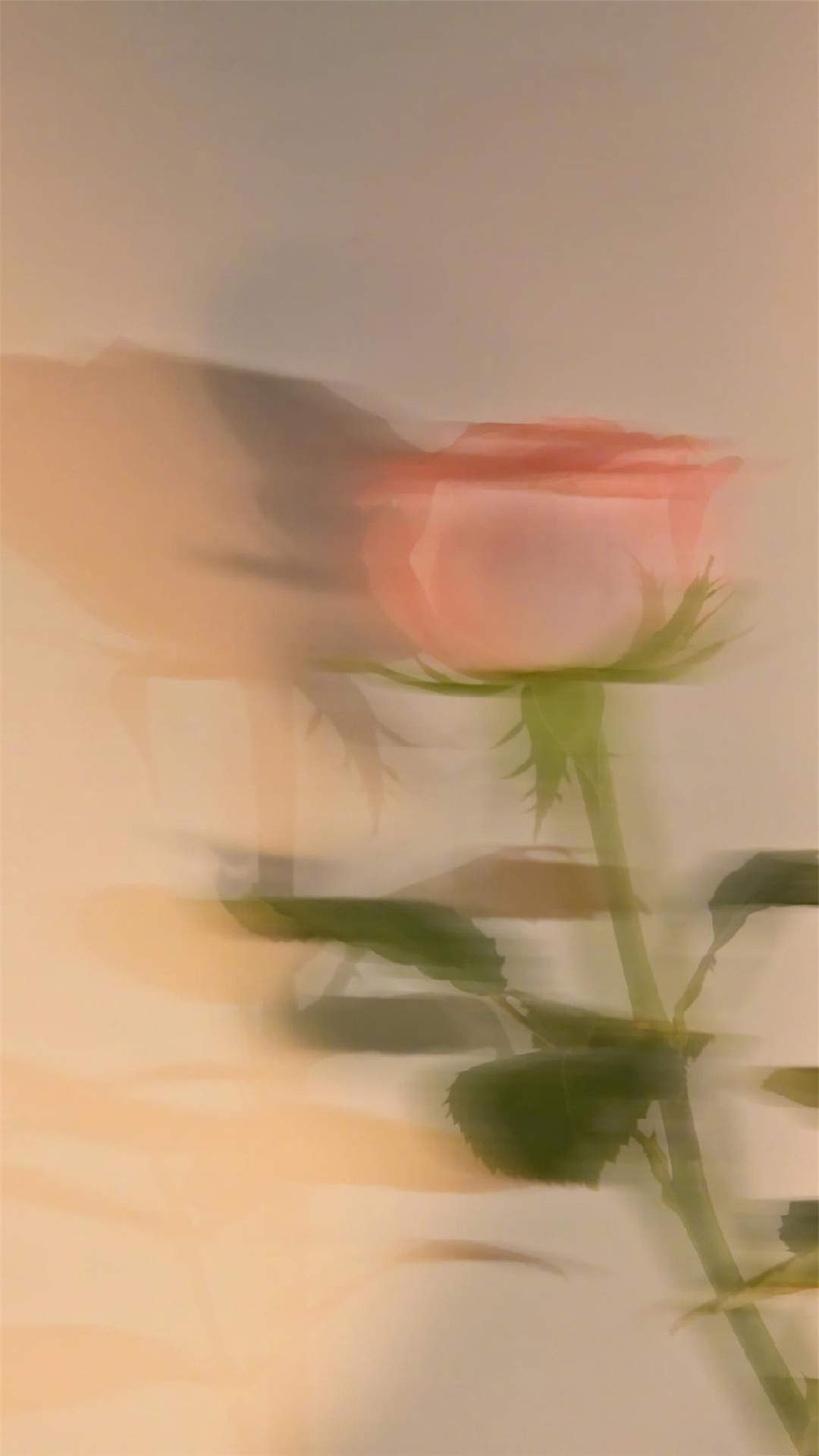 玫瑰花图片