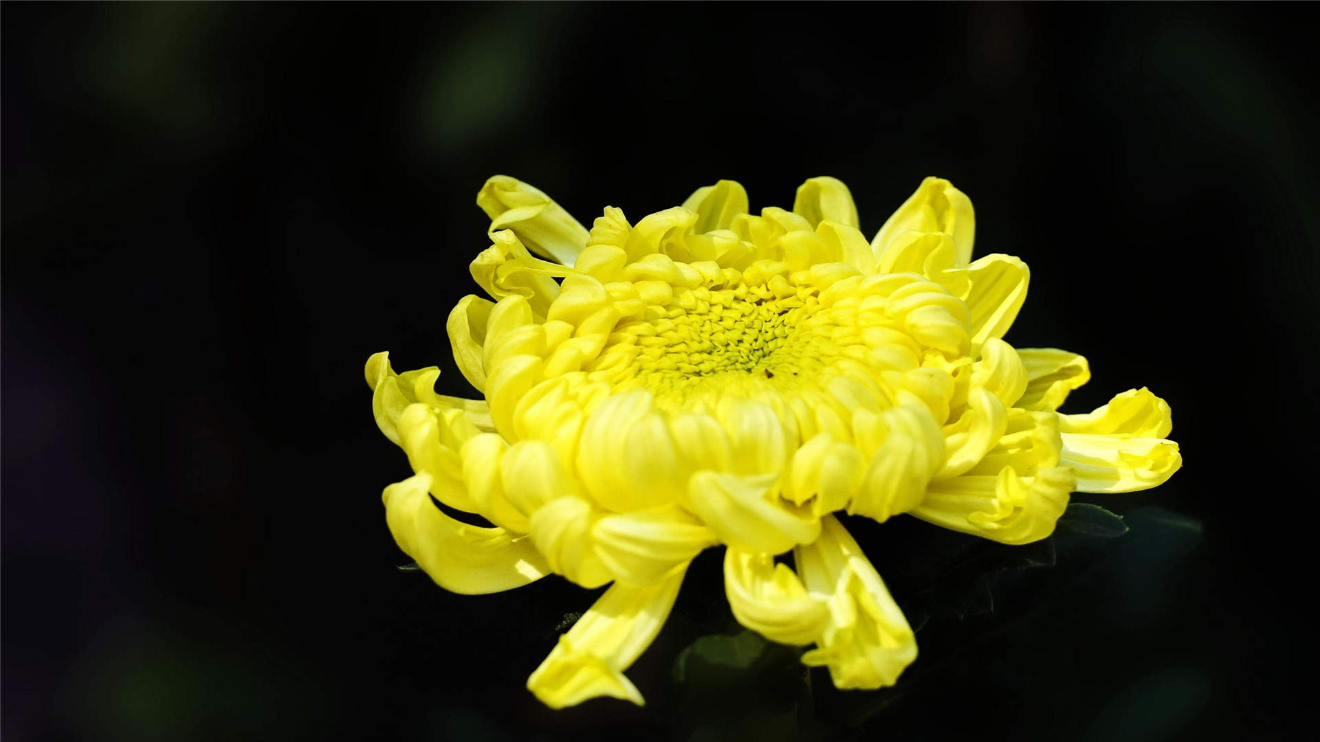 菊花图片