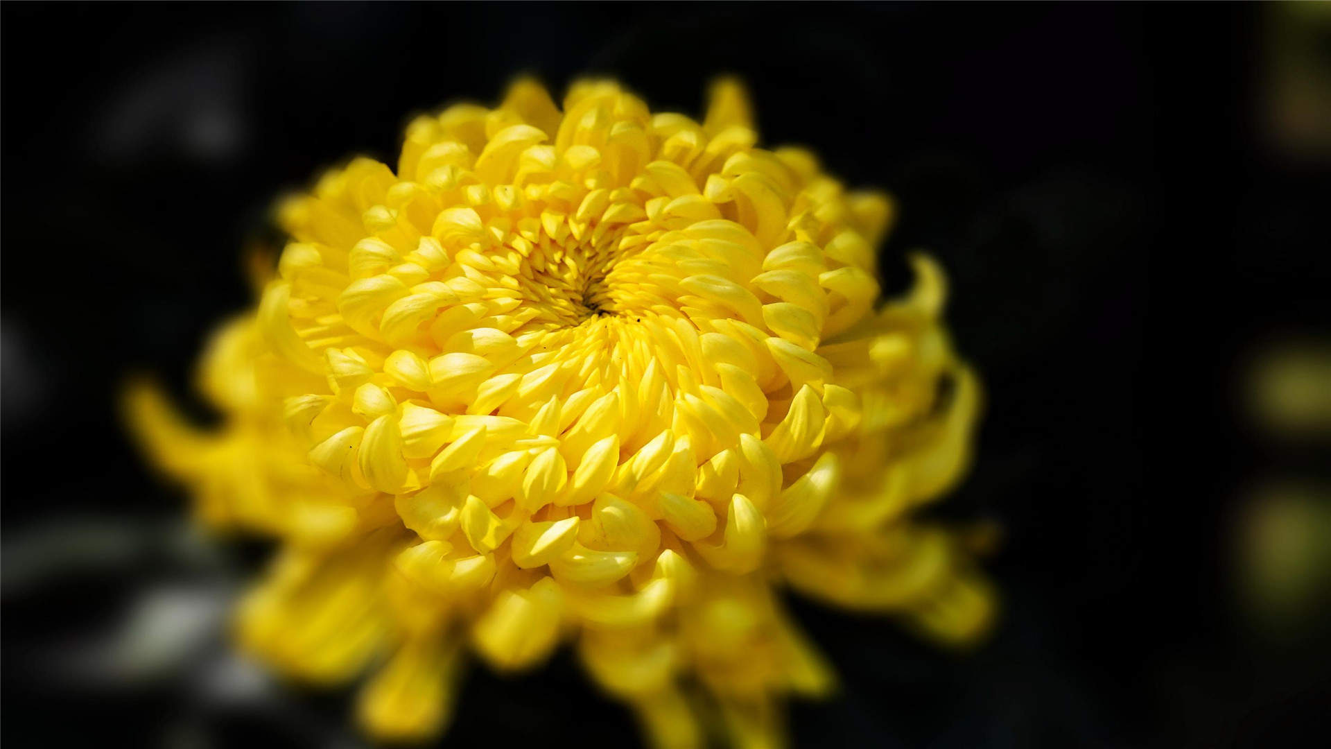 菊花图片