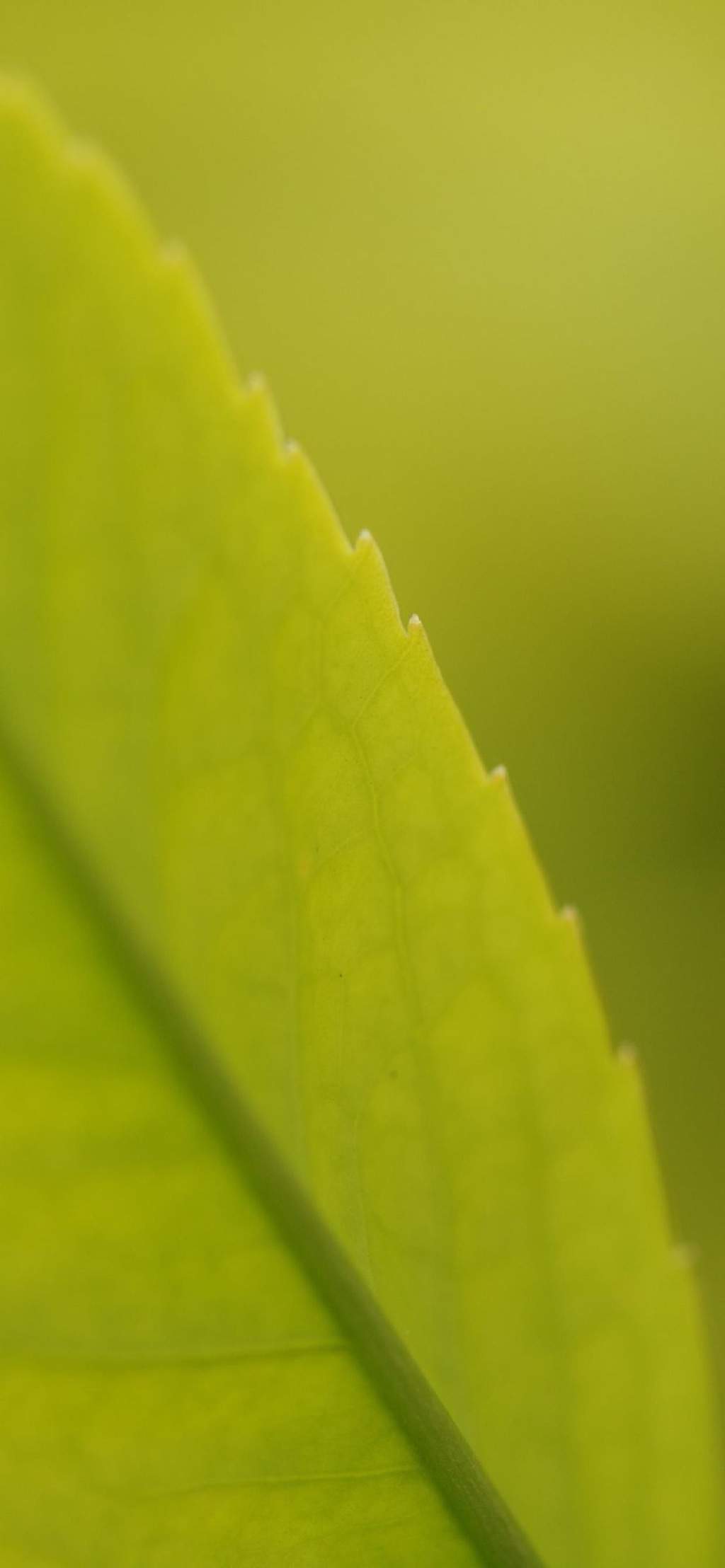 玫瑰花图片