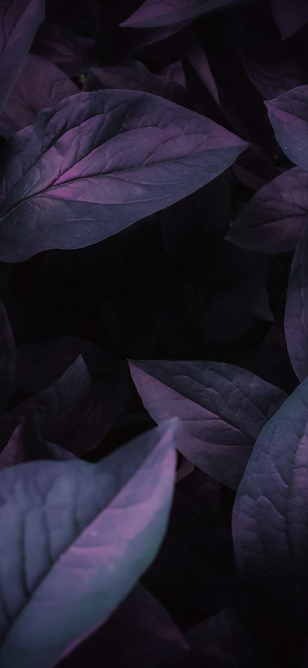 玫瑰花图片
