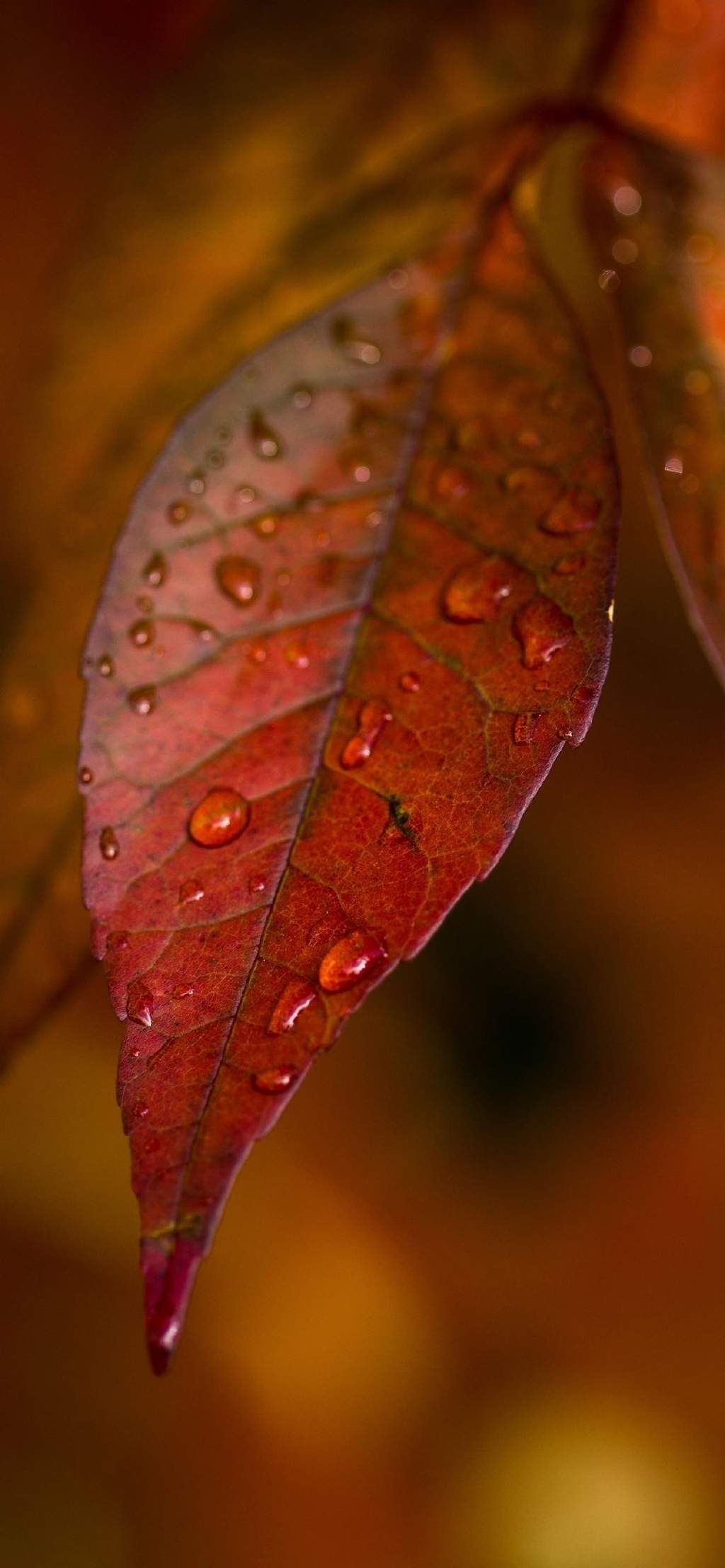 玫瑰花图片