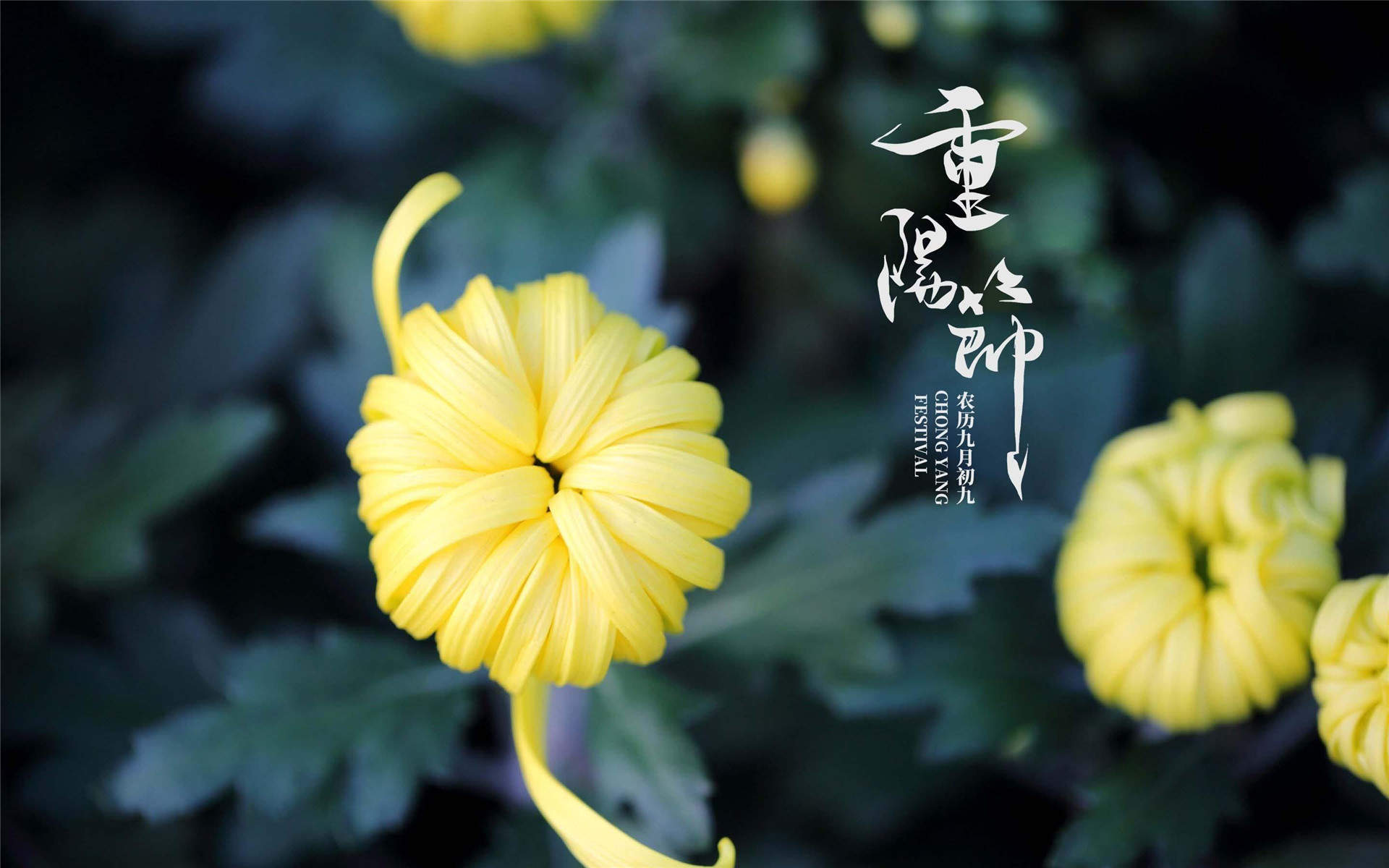 菊花图片