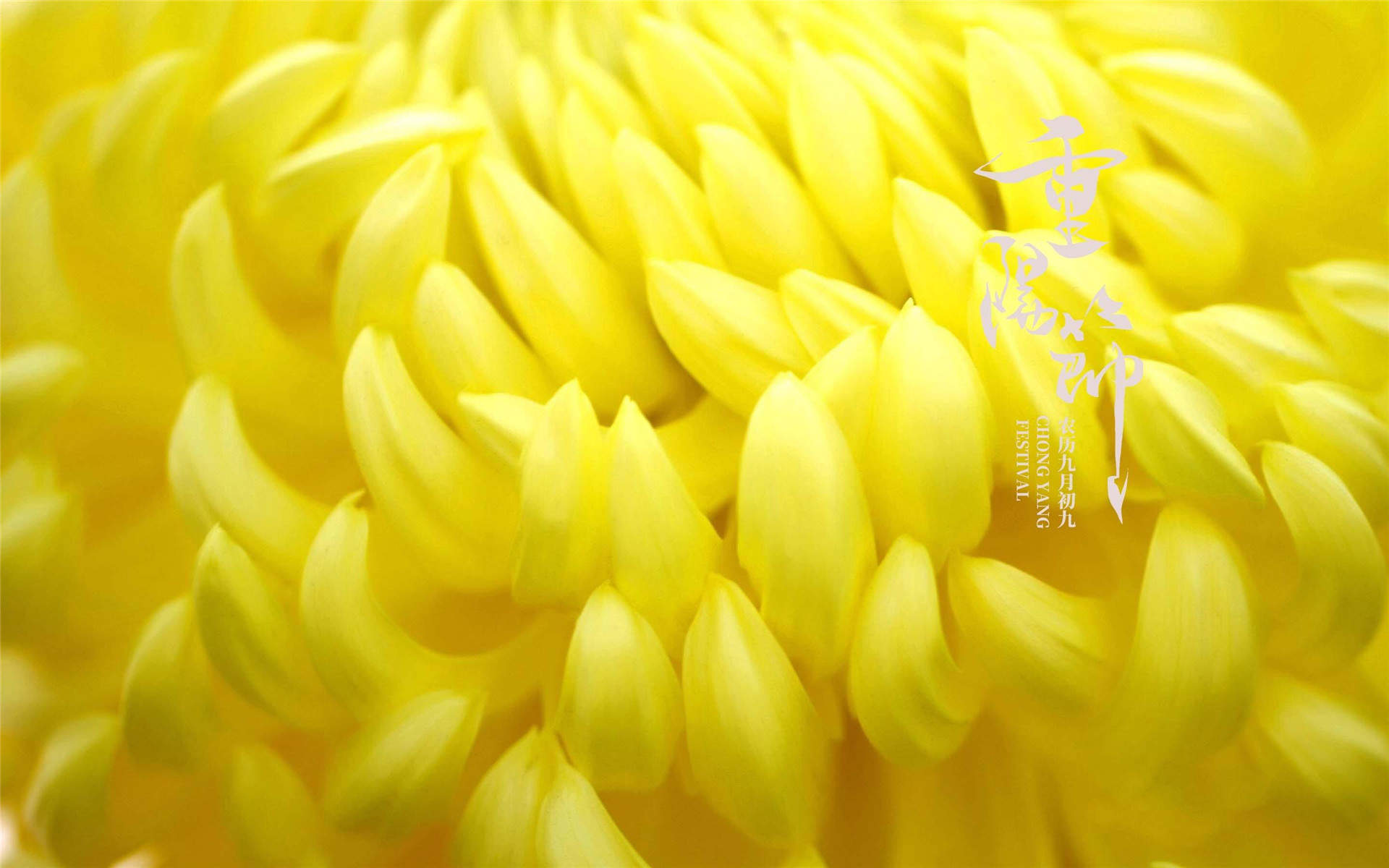 菊花图片