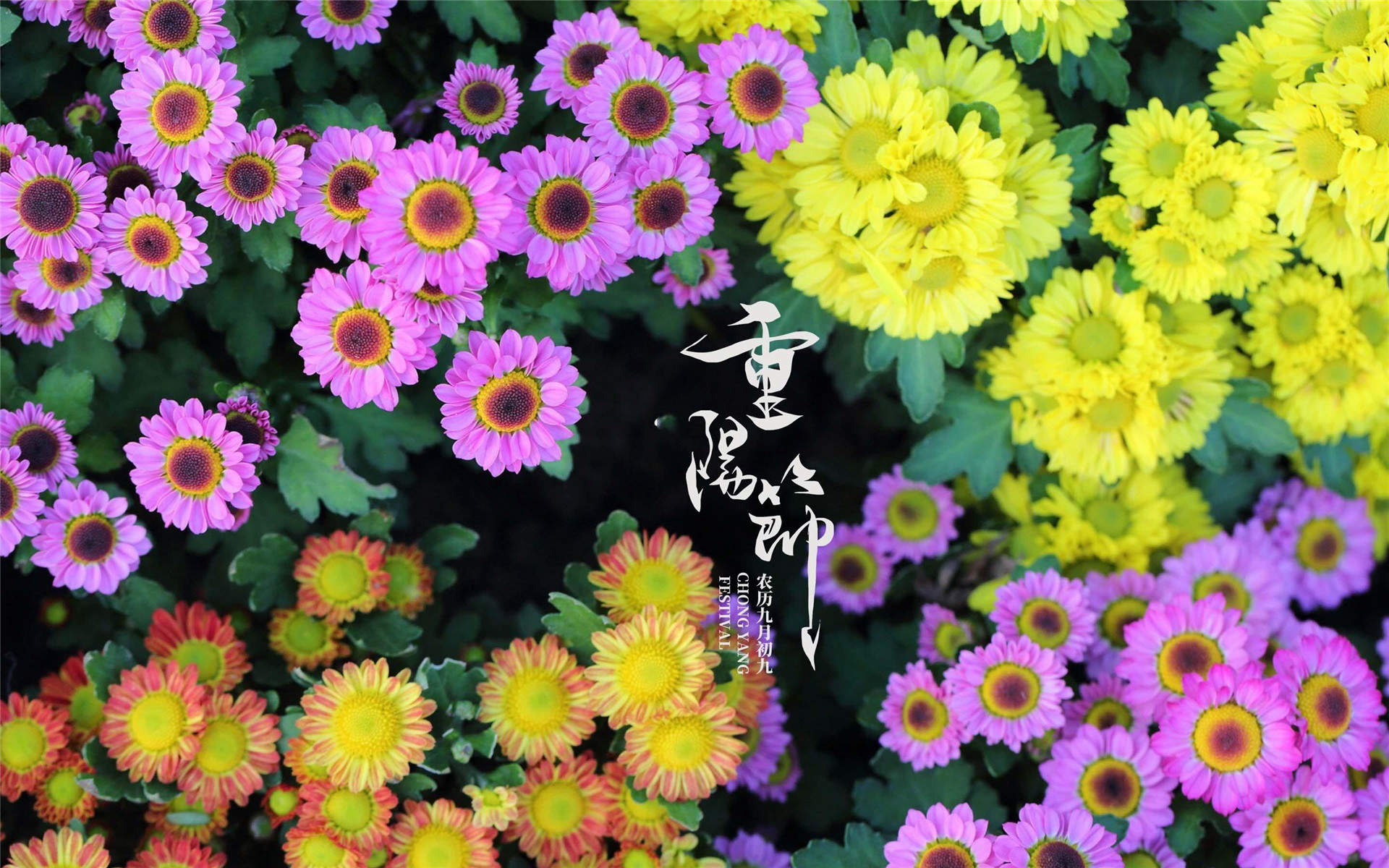 菊花图片