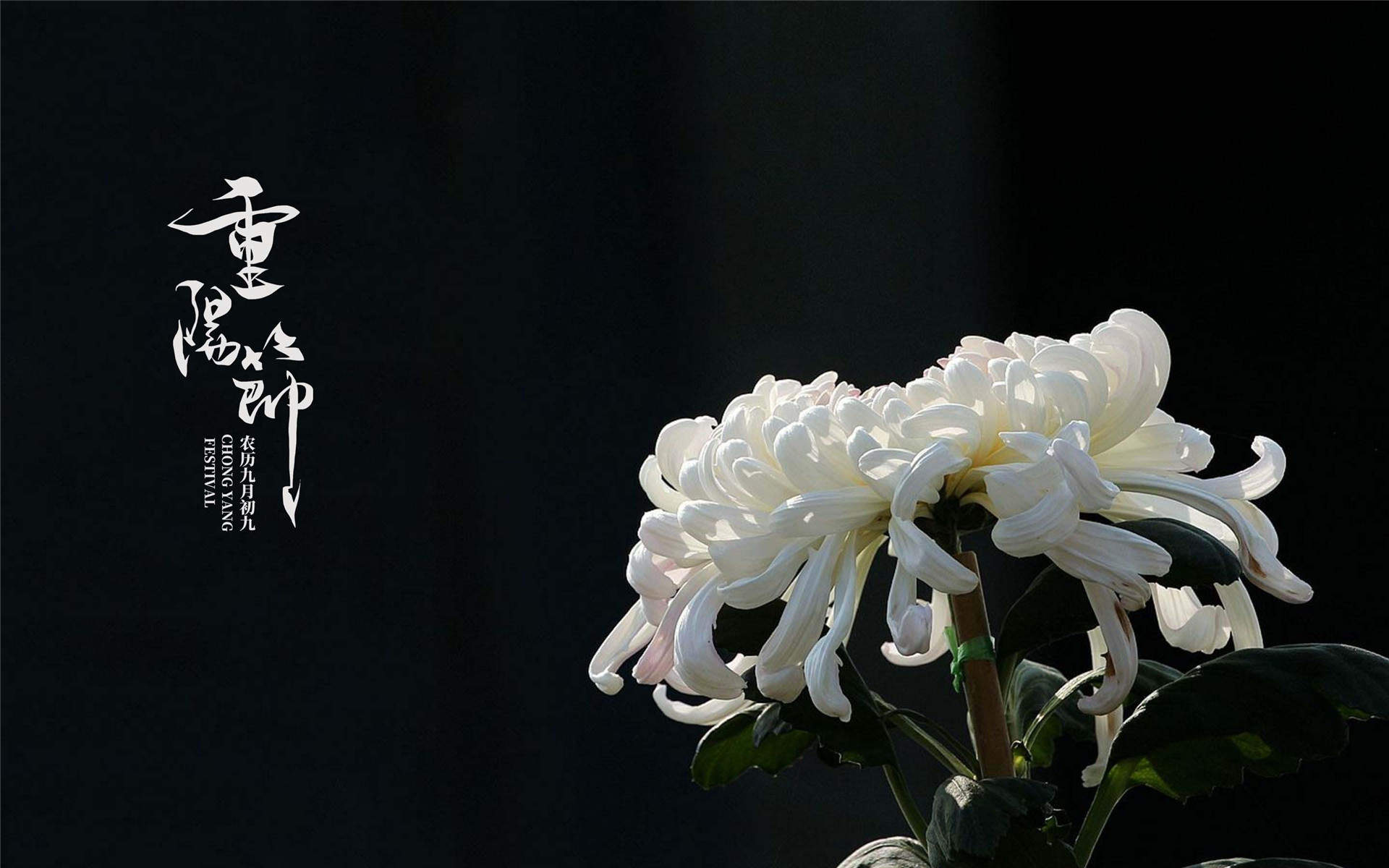 菊花图片