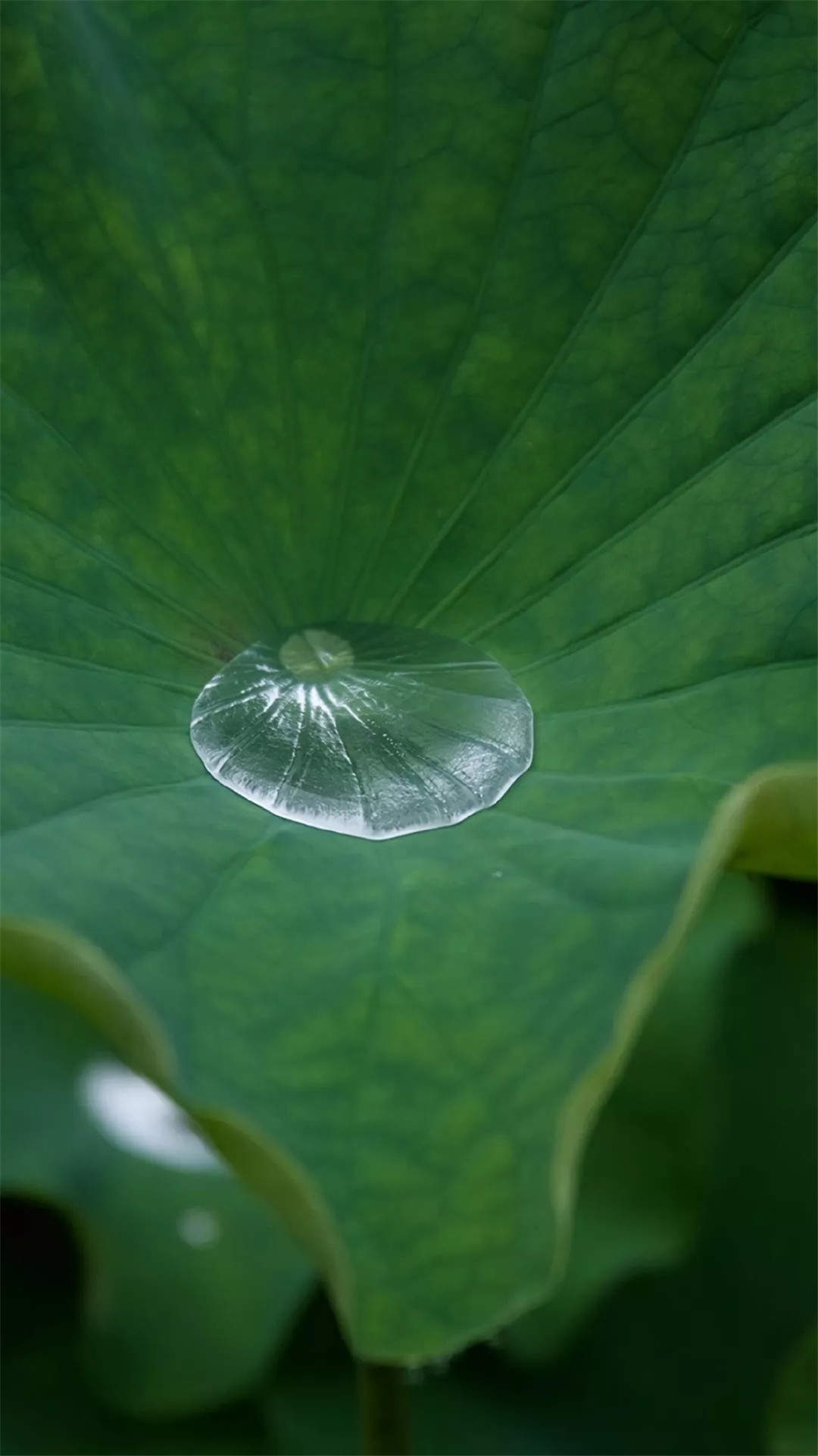 玫瑰花图片
