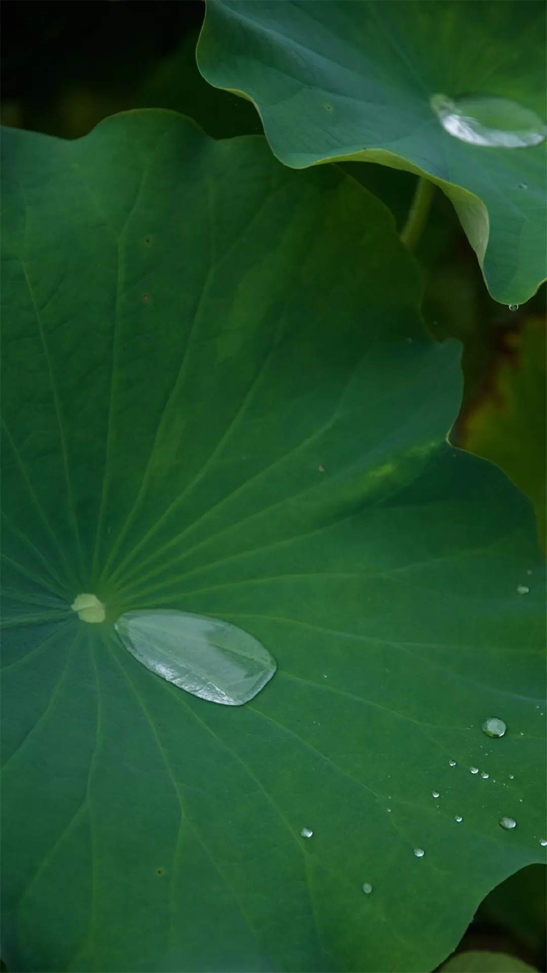 玫瑰花图片
