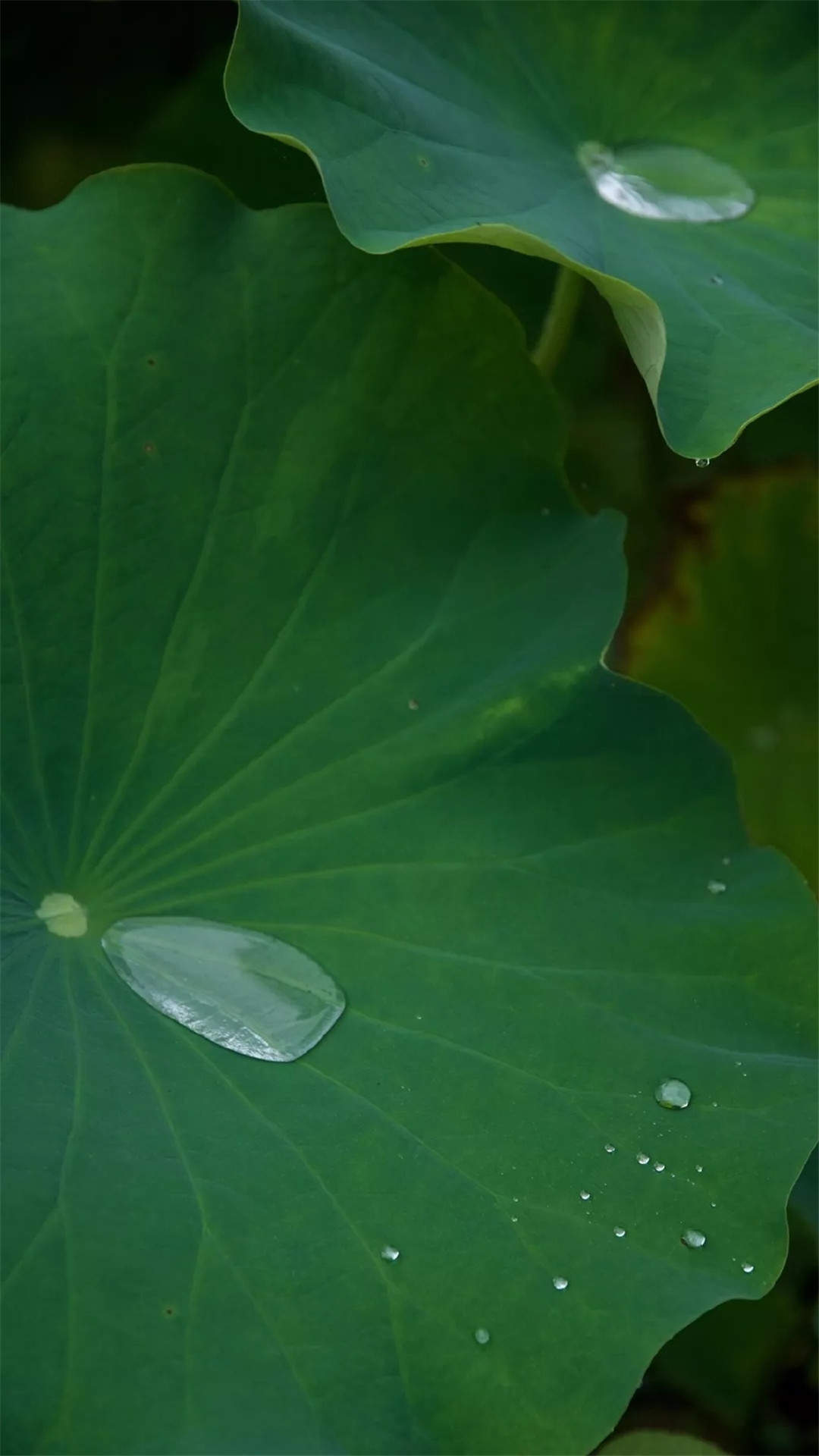 玫瑰花图片
