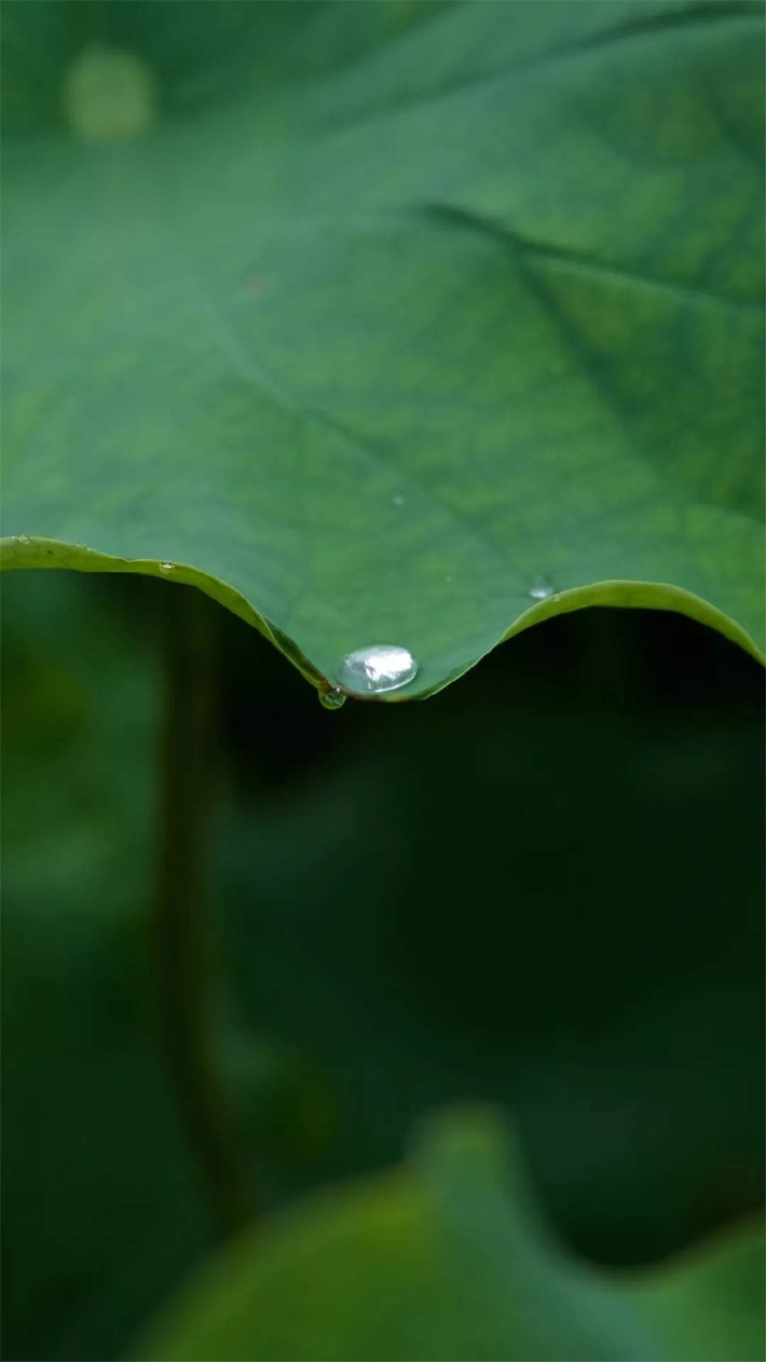 玫瑰花图片