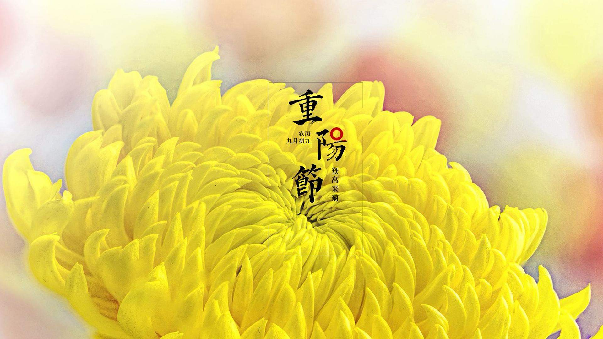 九九重阳菊花唯美高清桌面壁纸图片