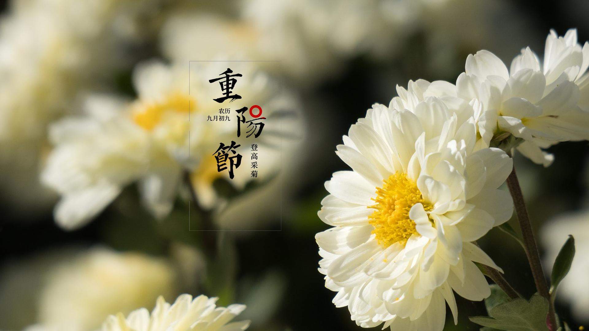菊花图片