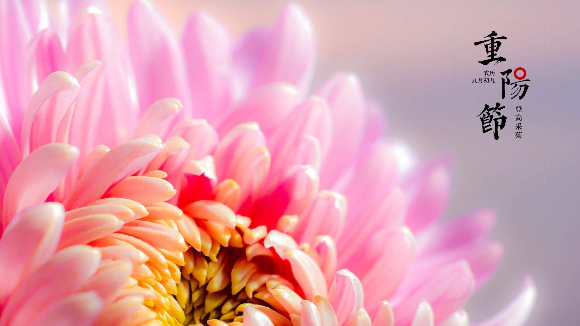 菊花图片