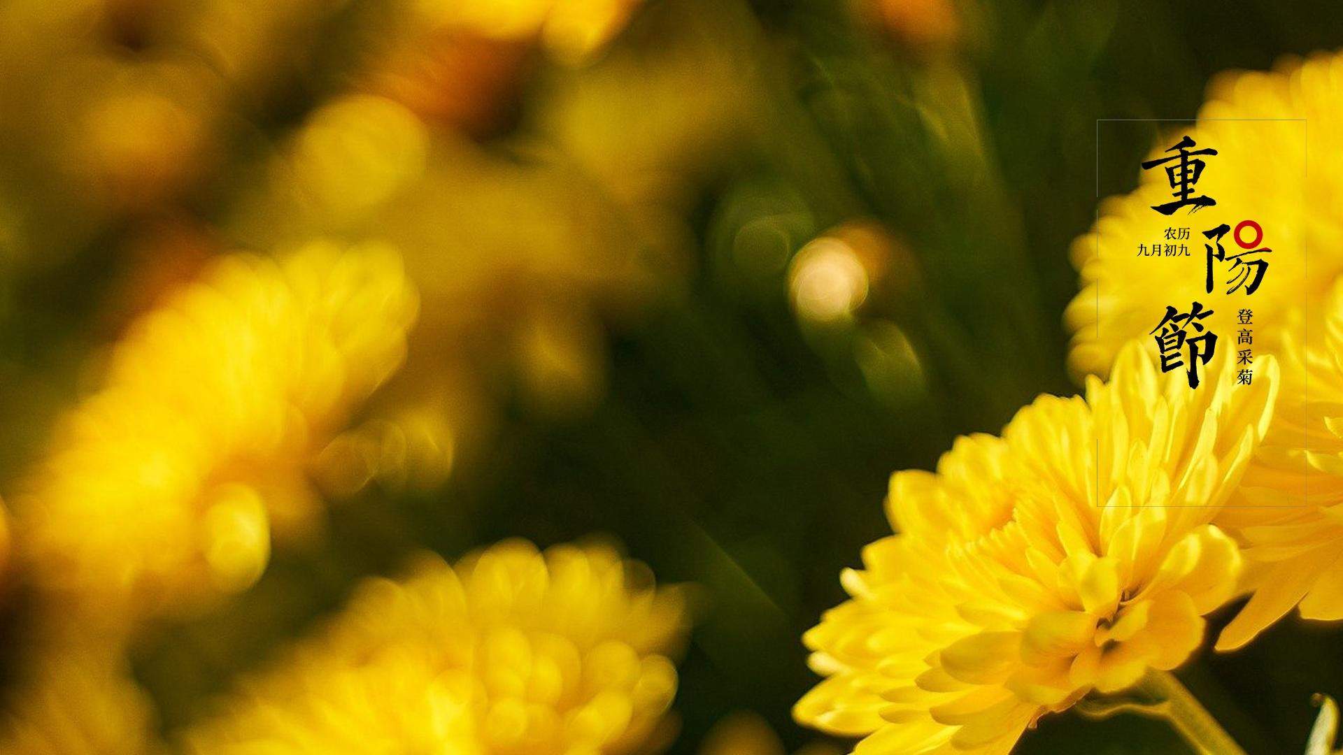 菊花图片