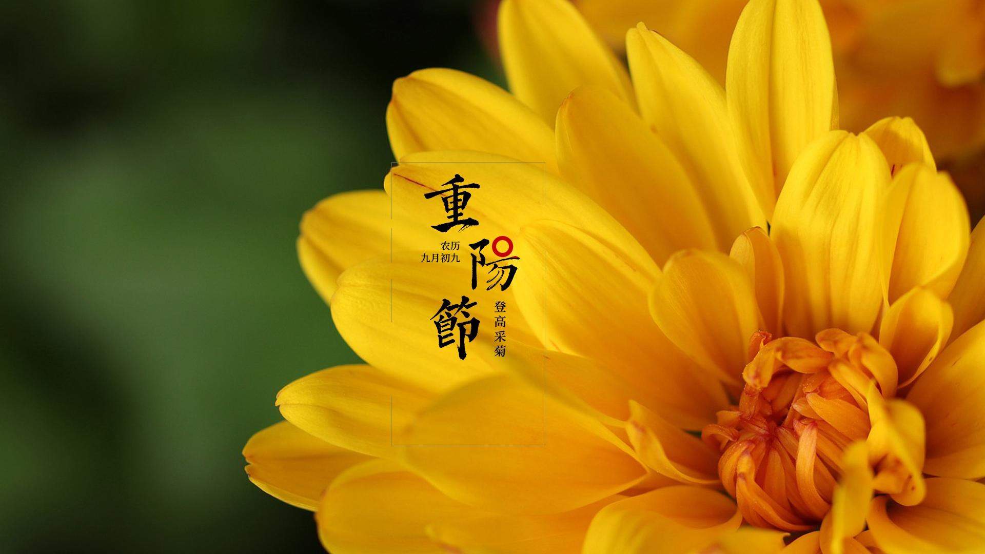 菊花图片