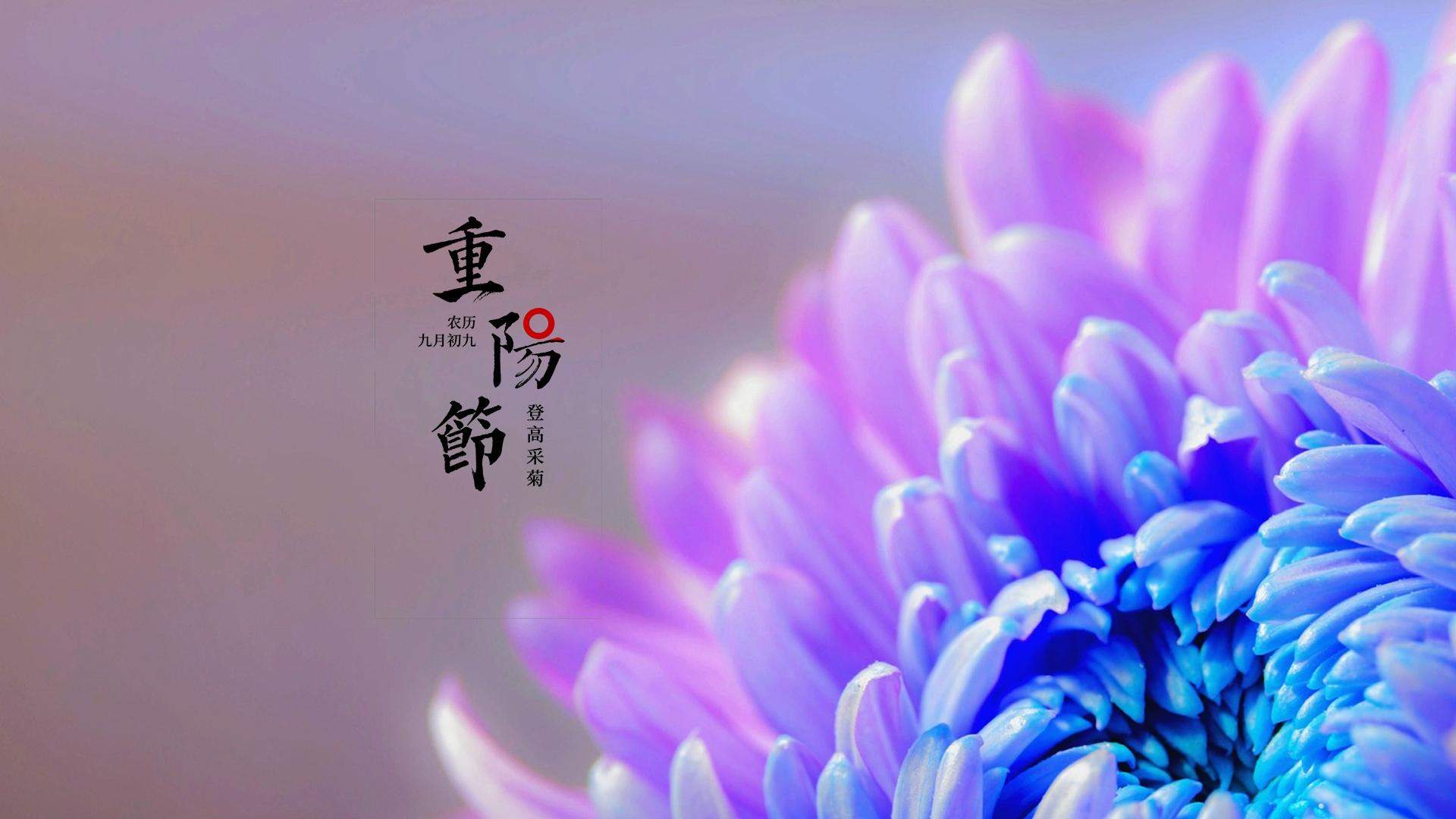 菊花图片