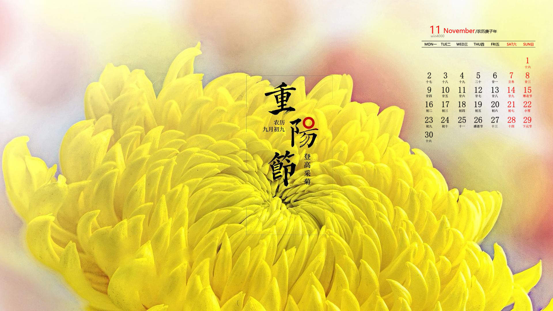 2020年11月重阳节娇艳菊花高清日历壁纸图片