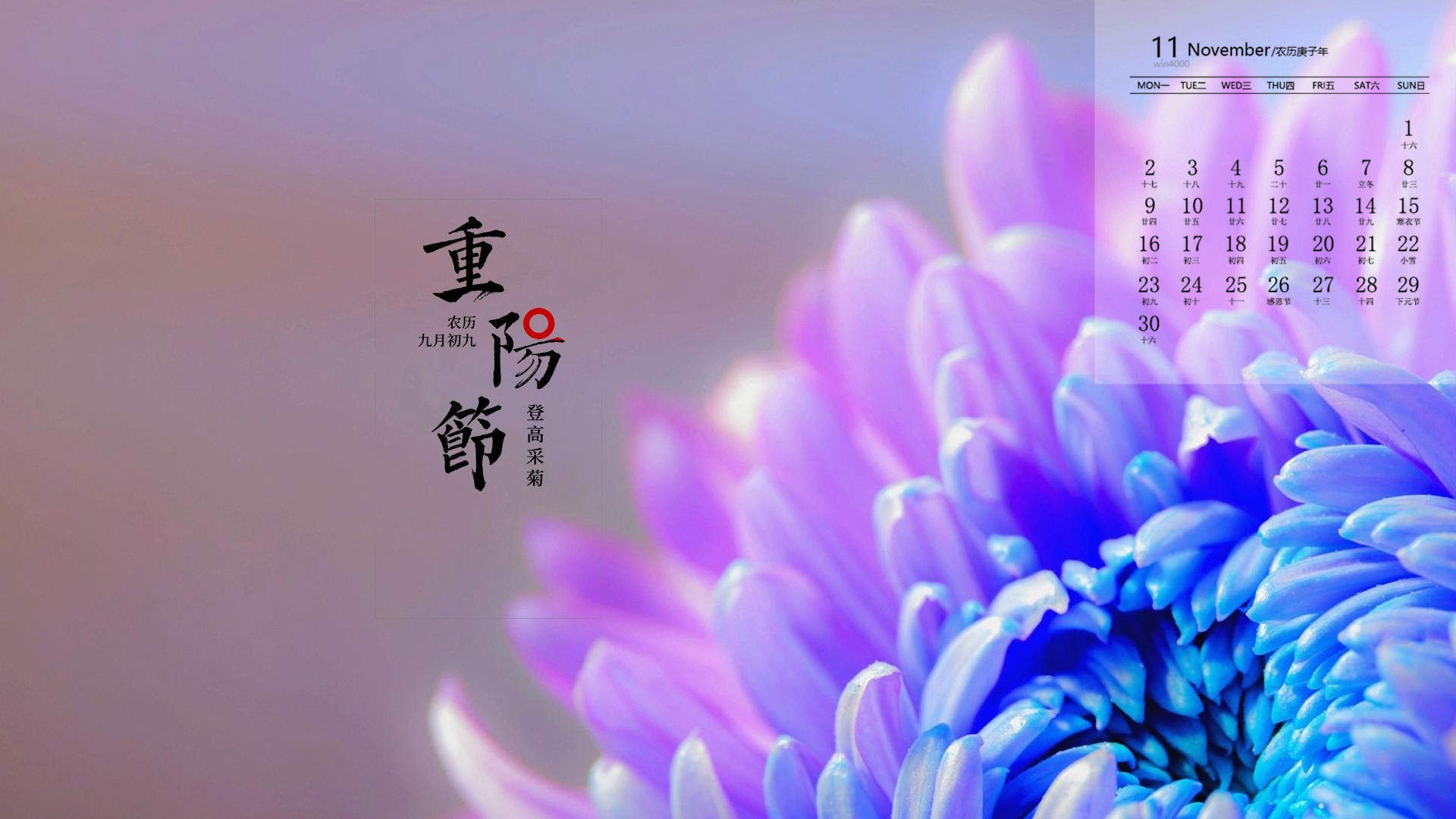 菊花图片