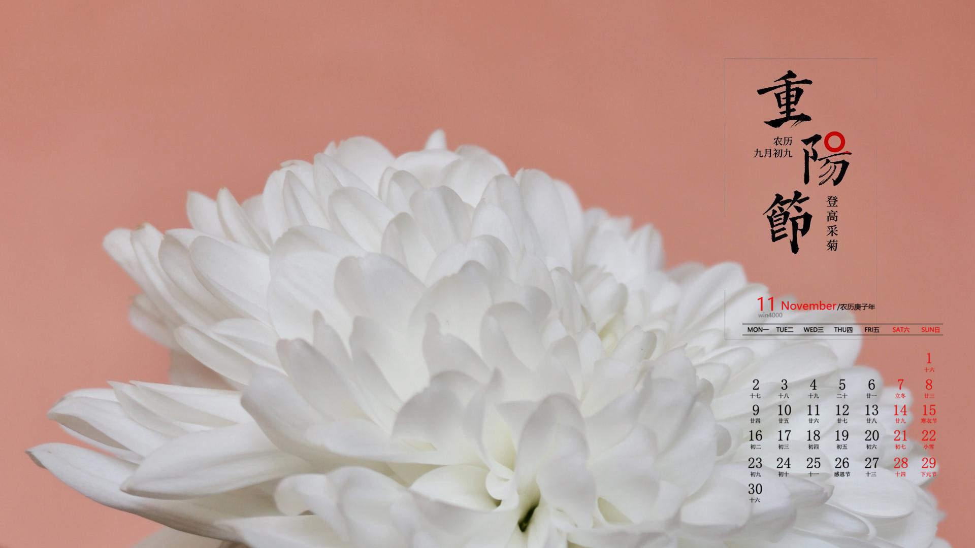 2020年11月重阳节娇艳菊花高清日历壁纸图片