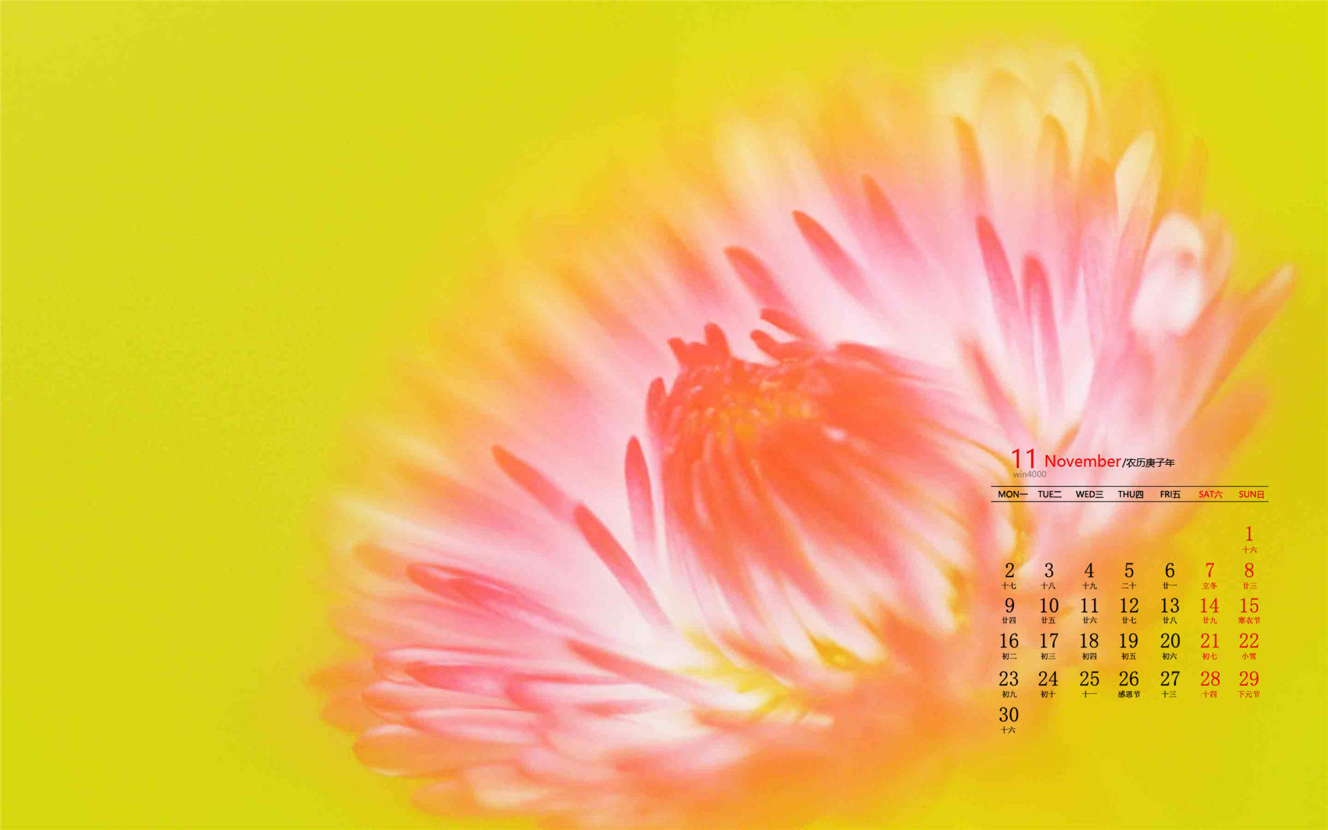 菊花图片