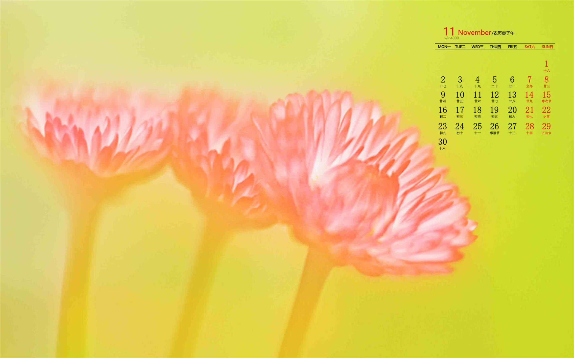 菊花图片