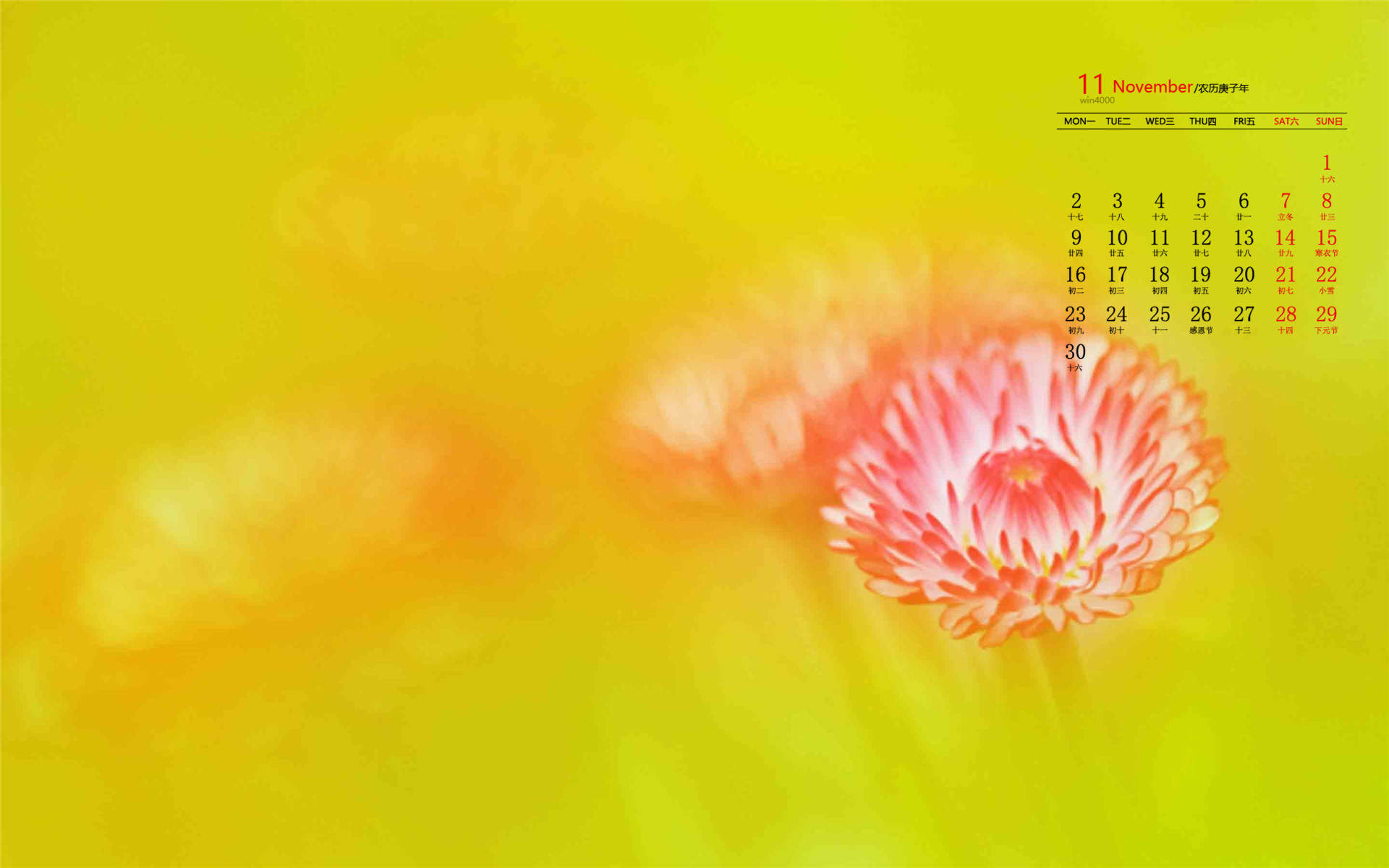大滨菊花图片  大滨菊图片  大滨菊植物图片图片