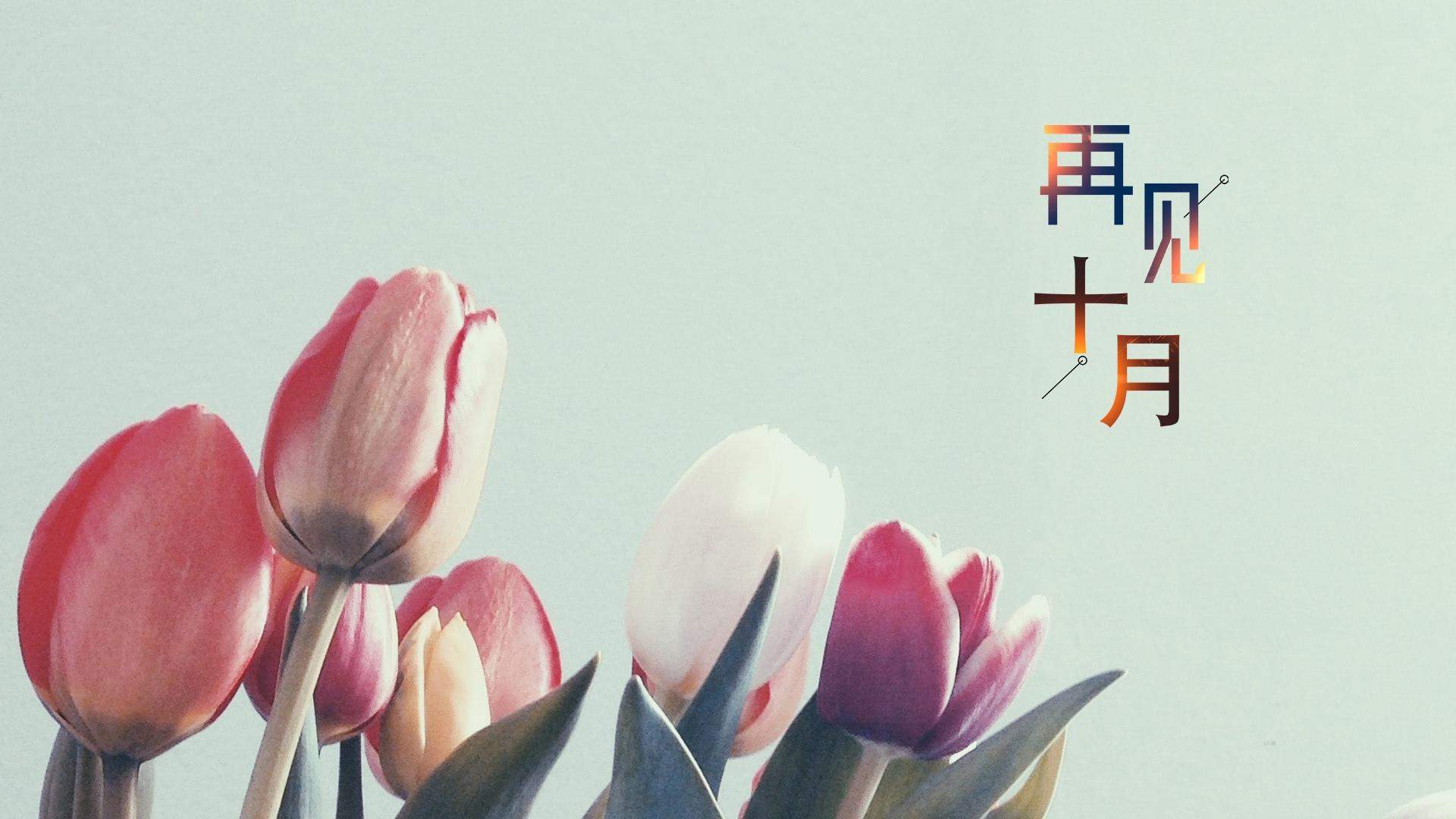 郁金香图片
