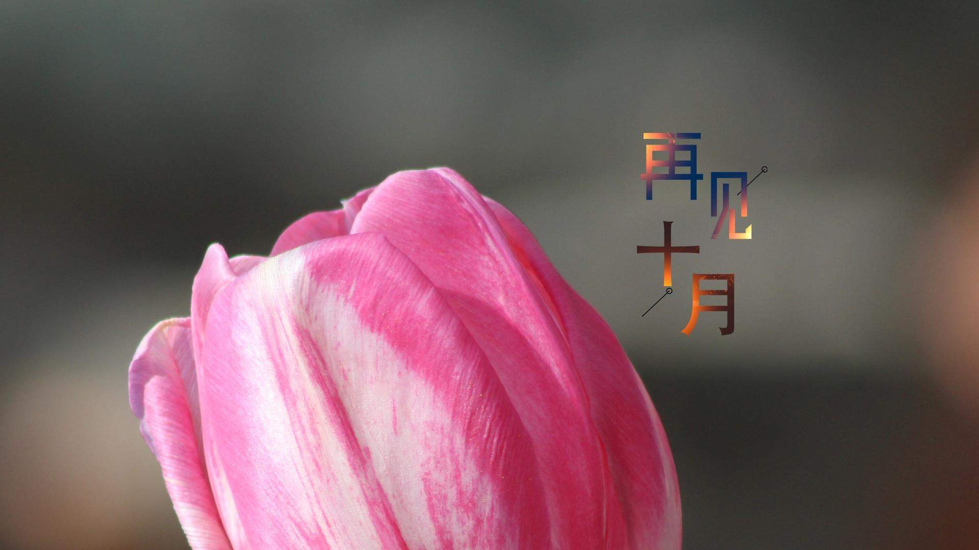 郁金香图片