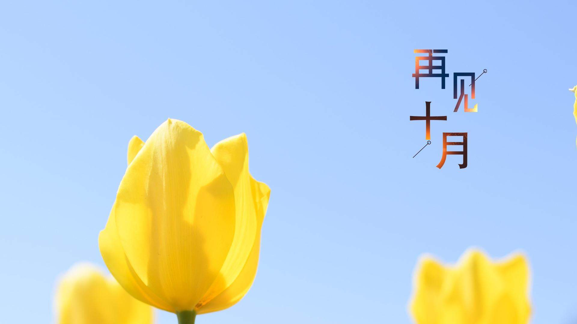 郁金香图片