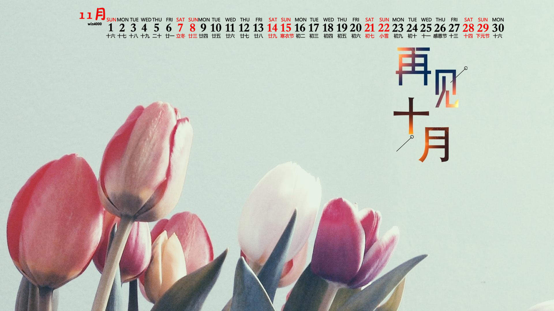 郁金香图片