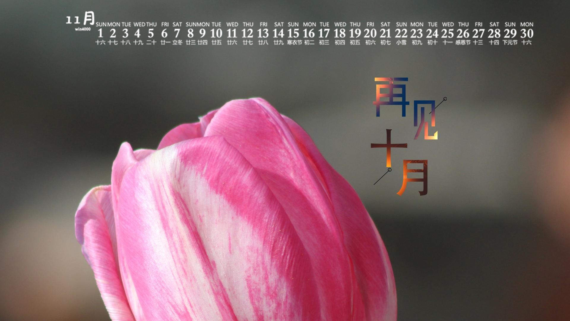 郁金香图片
