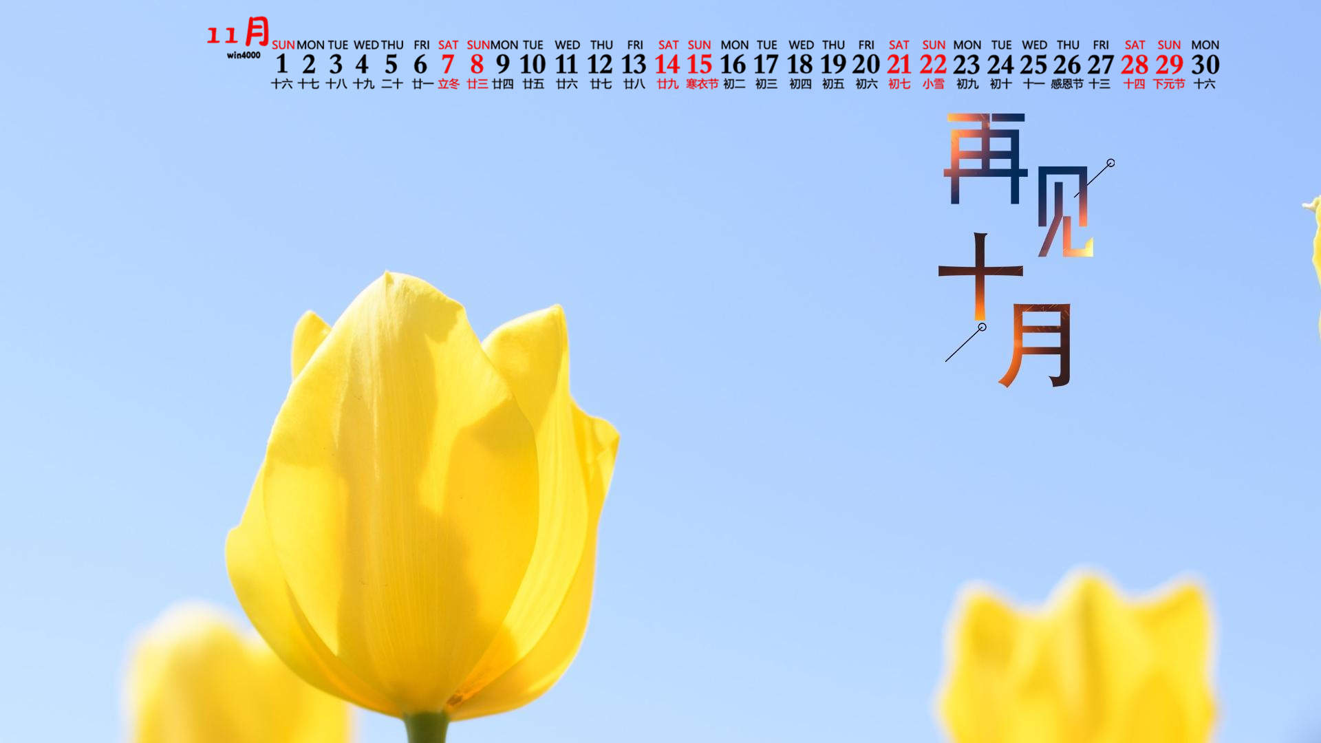 郁金香图片