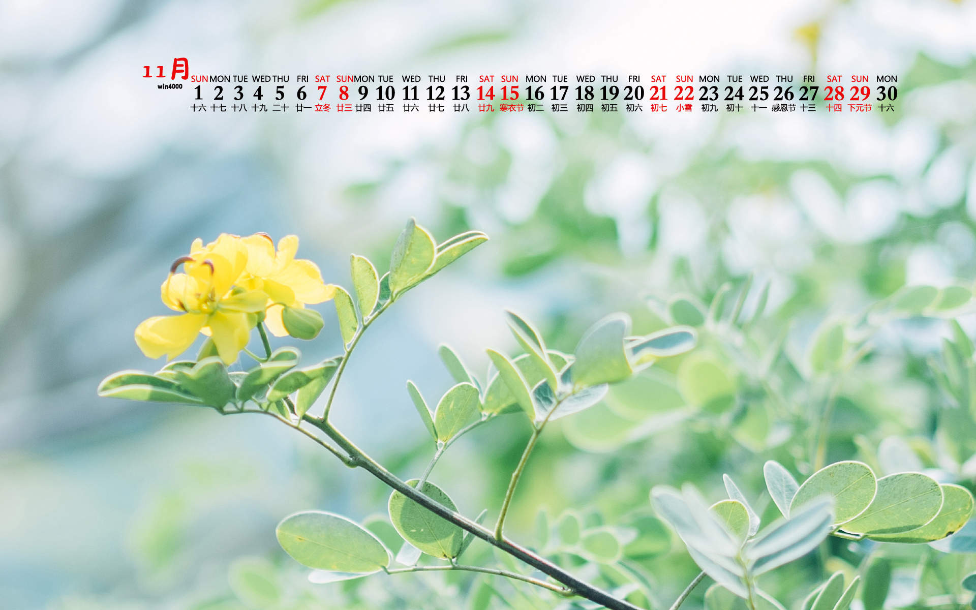 2020年11月红色花朵绿植护眼桌面日历壁纸图片