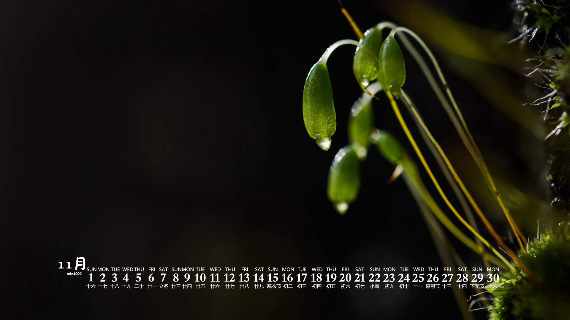 唯美清新绿色植物花卉高清摄影素材图片欣赏图片