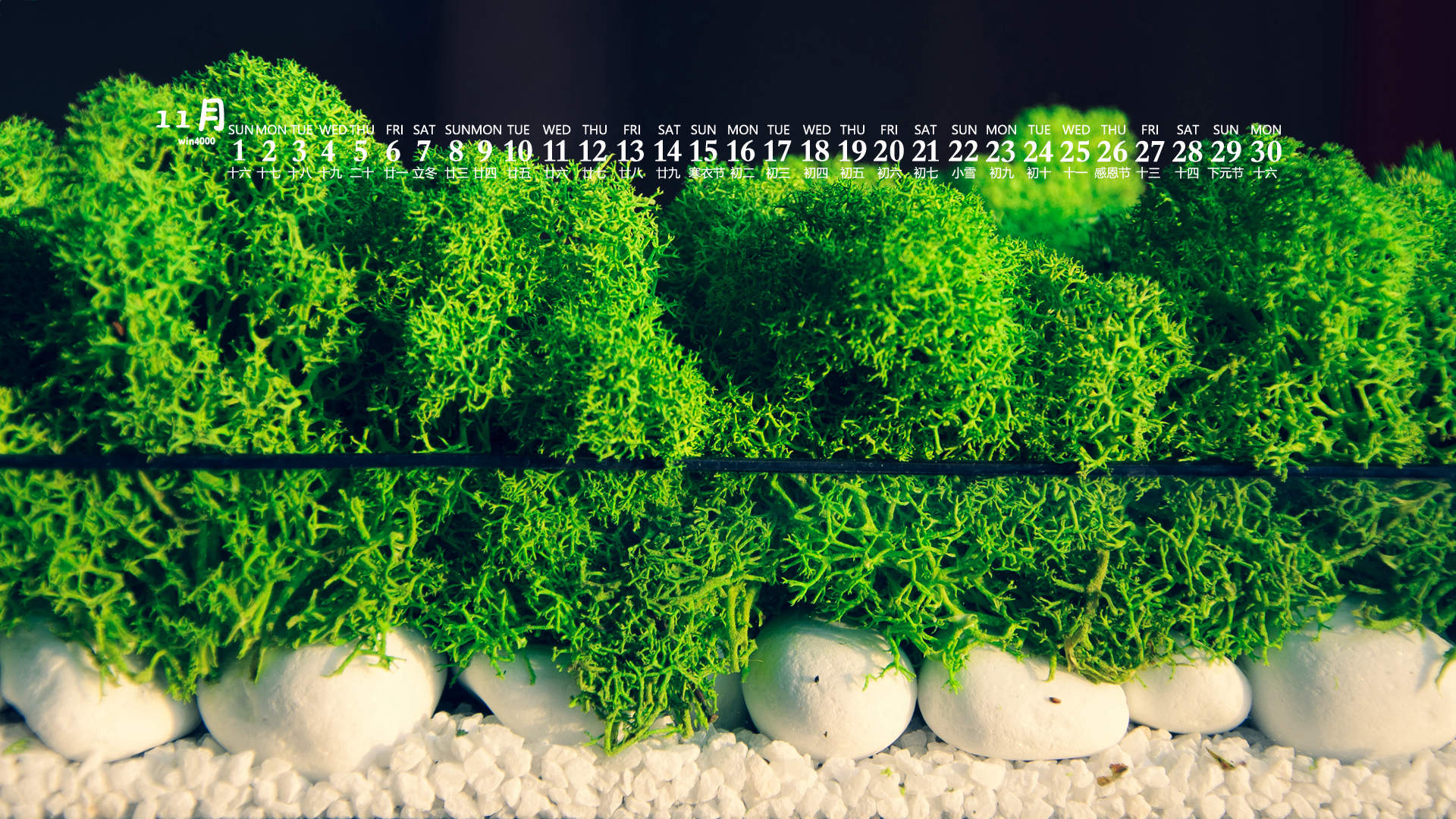 绿色植物图片