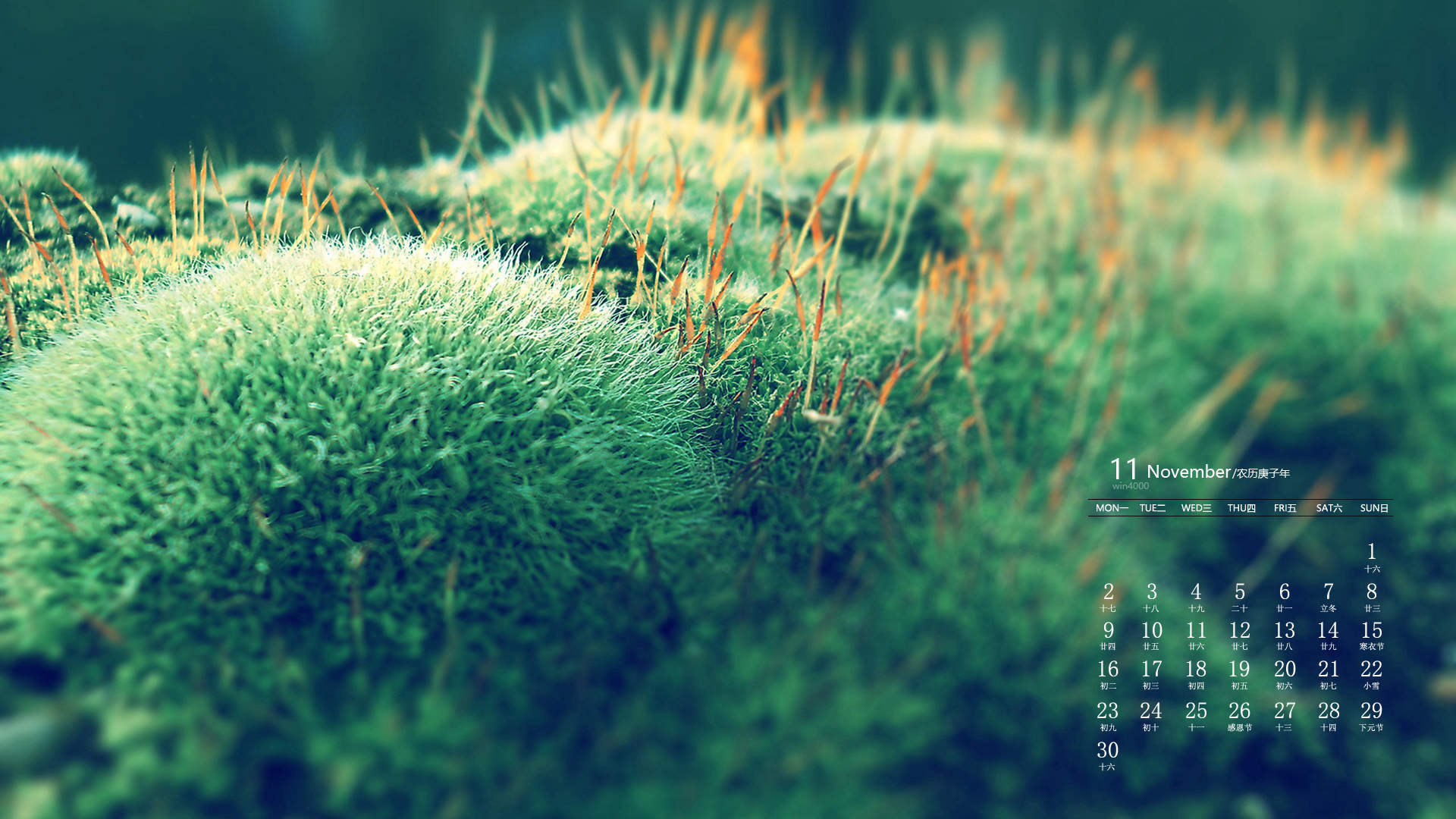 唯美清新绿色植物花卉高清摄影素材图片欣赏图片
