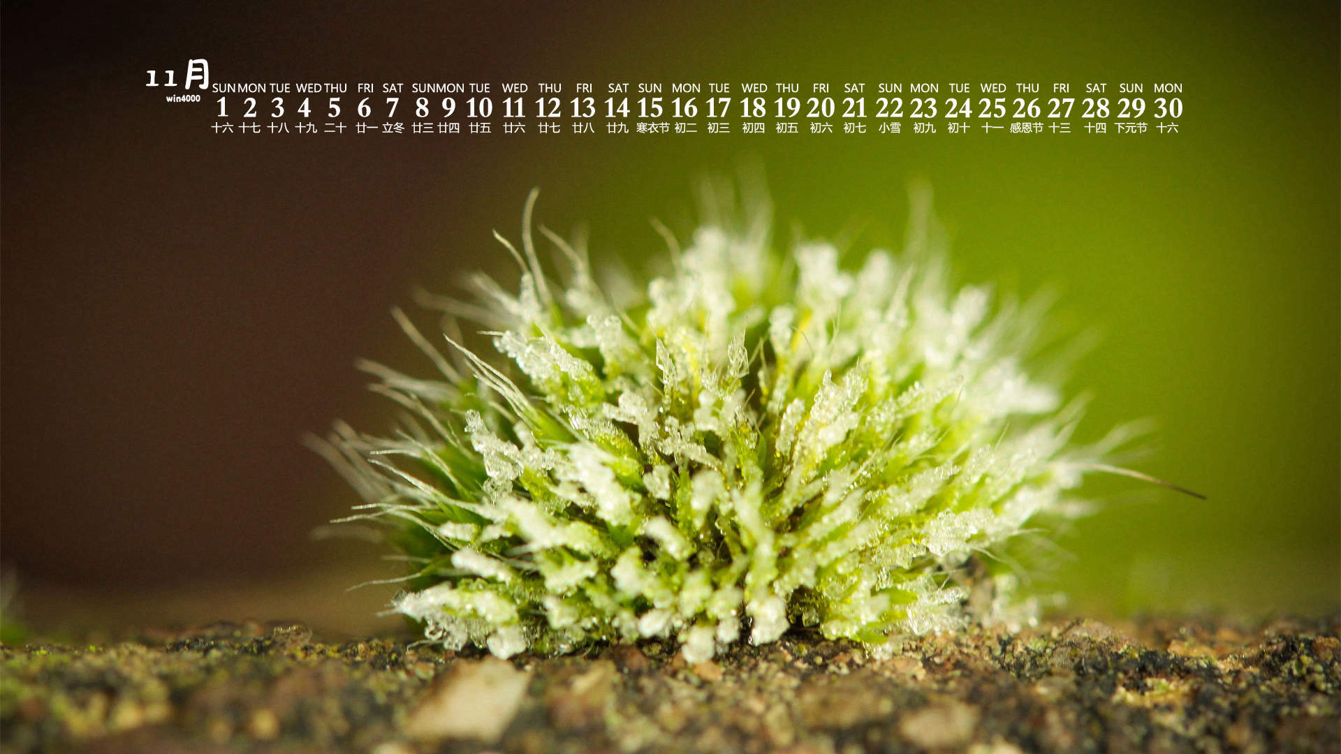 唯美清新绿色植物花卉高清摄影素材图片欣赏图片