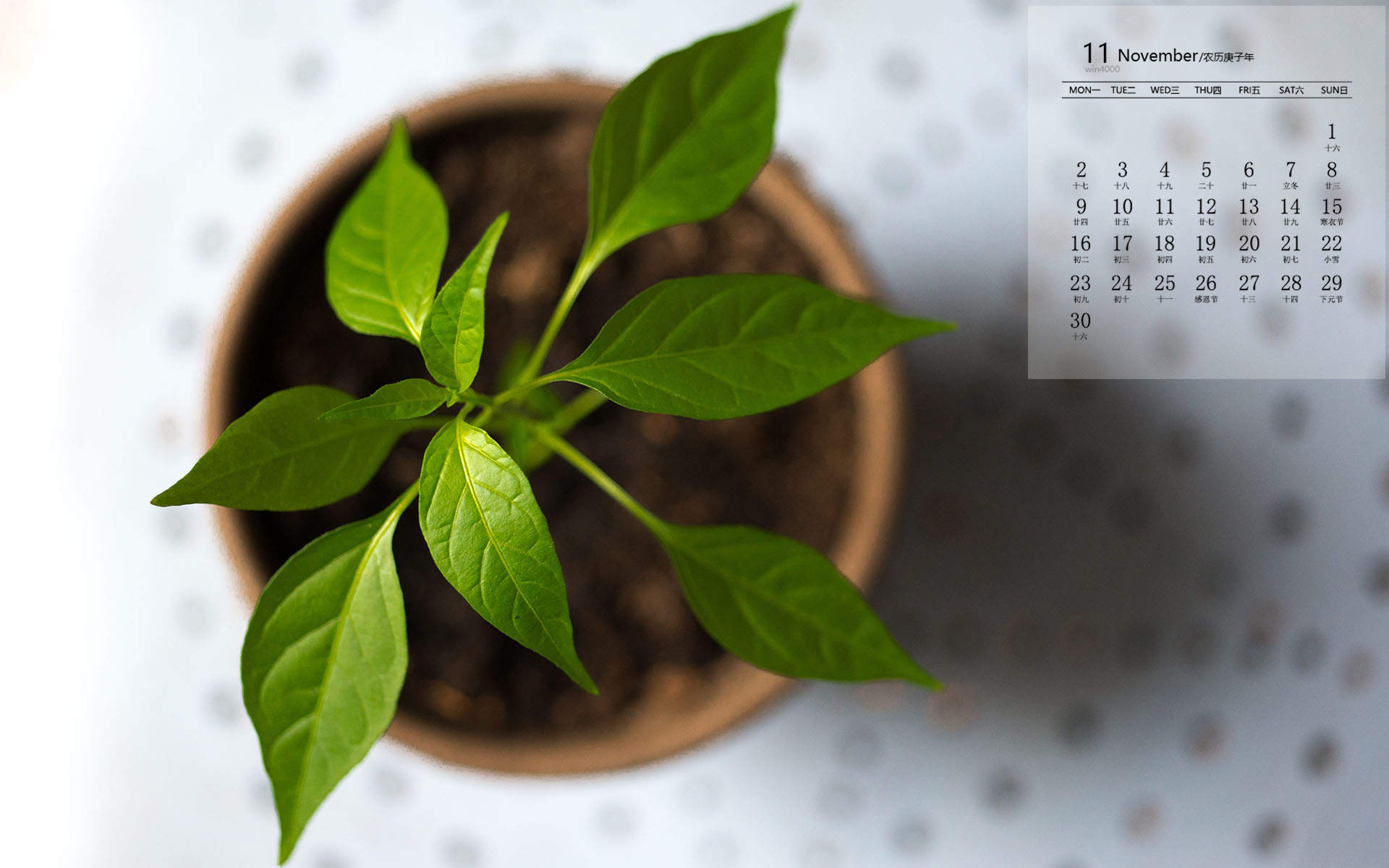 绿色护眼风景摄影高清图片图片
