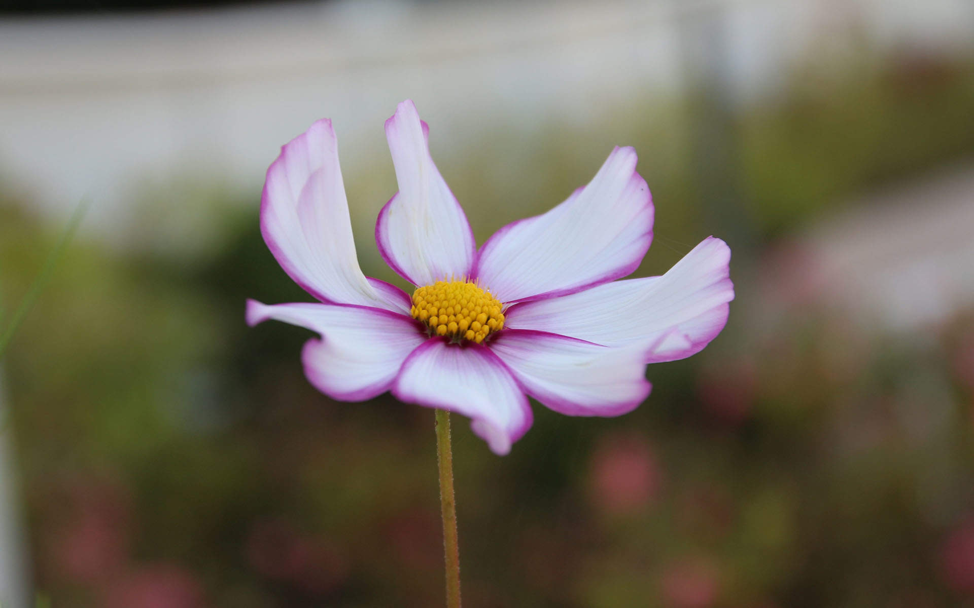 波斯菊图片