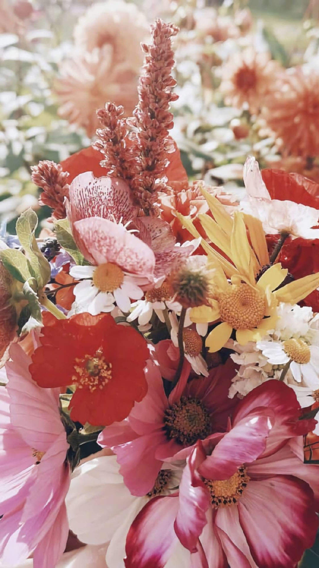 玫瑰花图片
